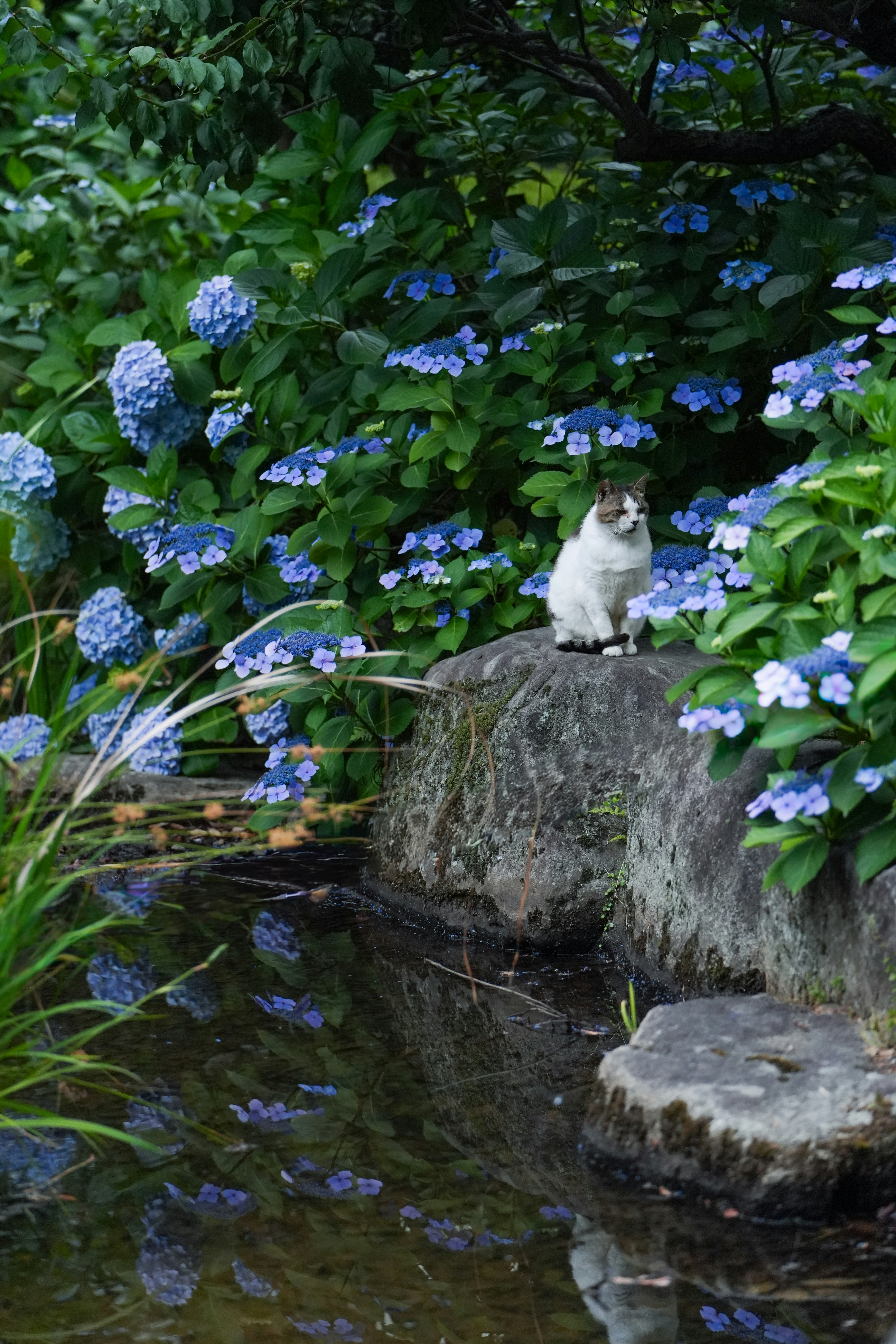 紫陽花の咲く庭の石段と水たまり