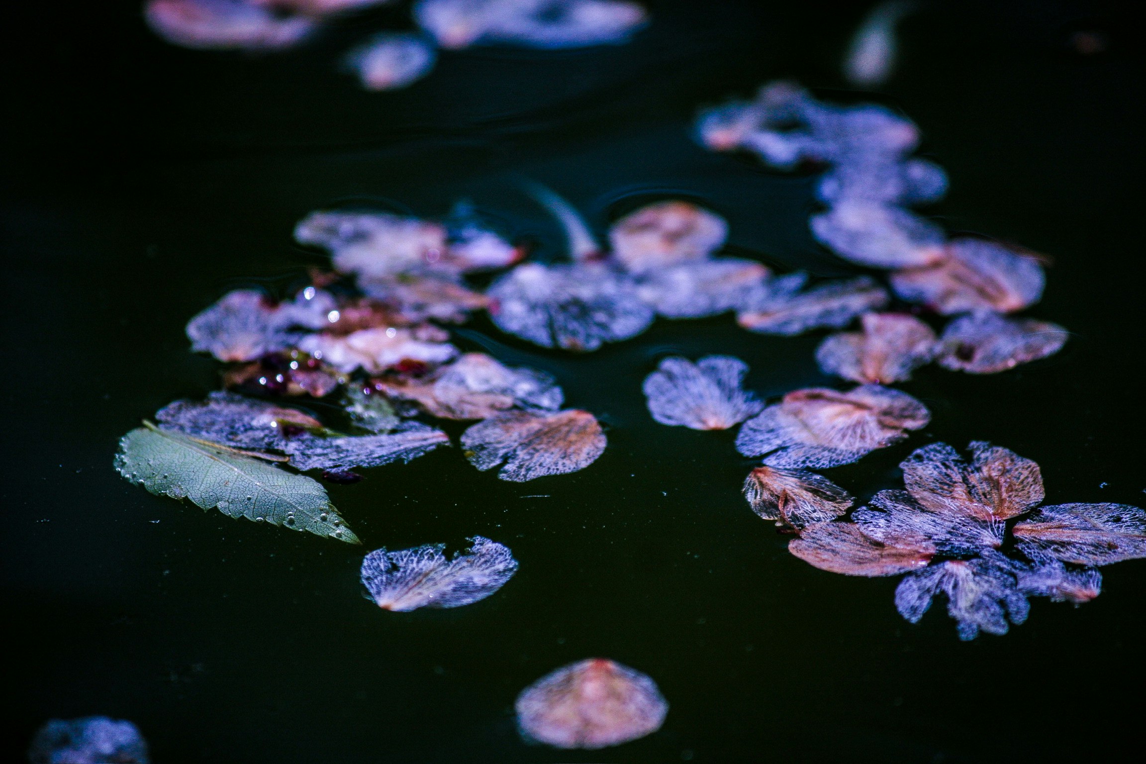 水面に浮かぶ紫の花びら