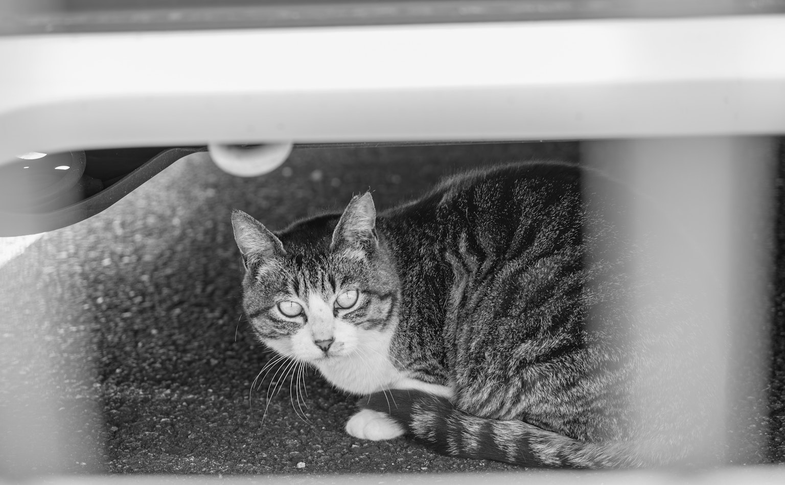 Un gato gris rayado acostado debajo de un coche mirando directamente a la cámara