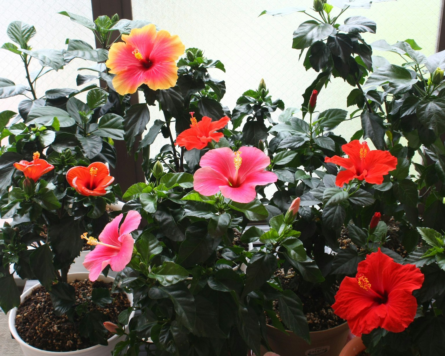 五颜六色的芙蓉花在室内植物中绽放