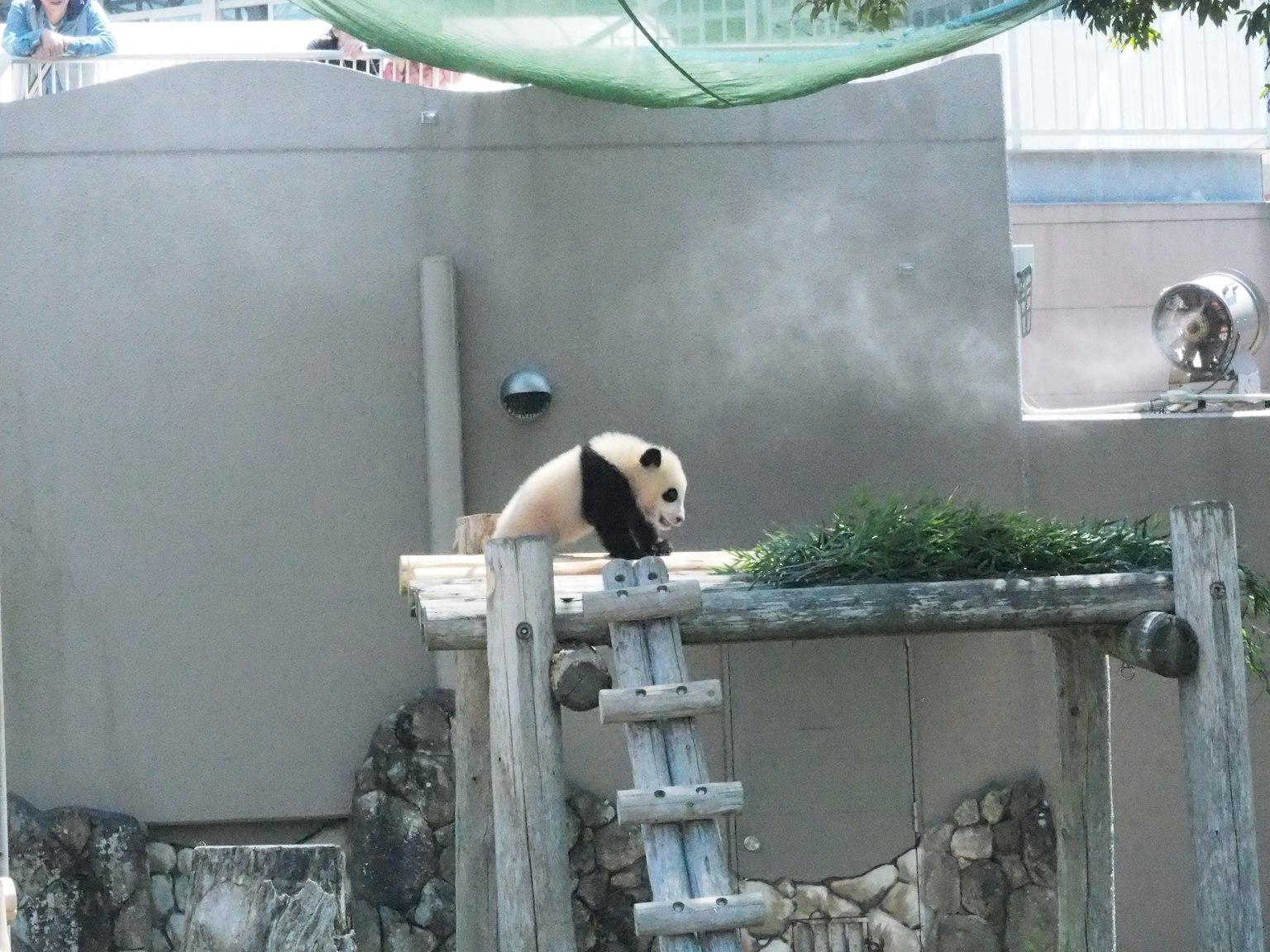Panda sitting on a platform in a zoo environment