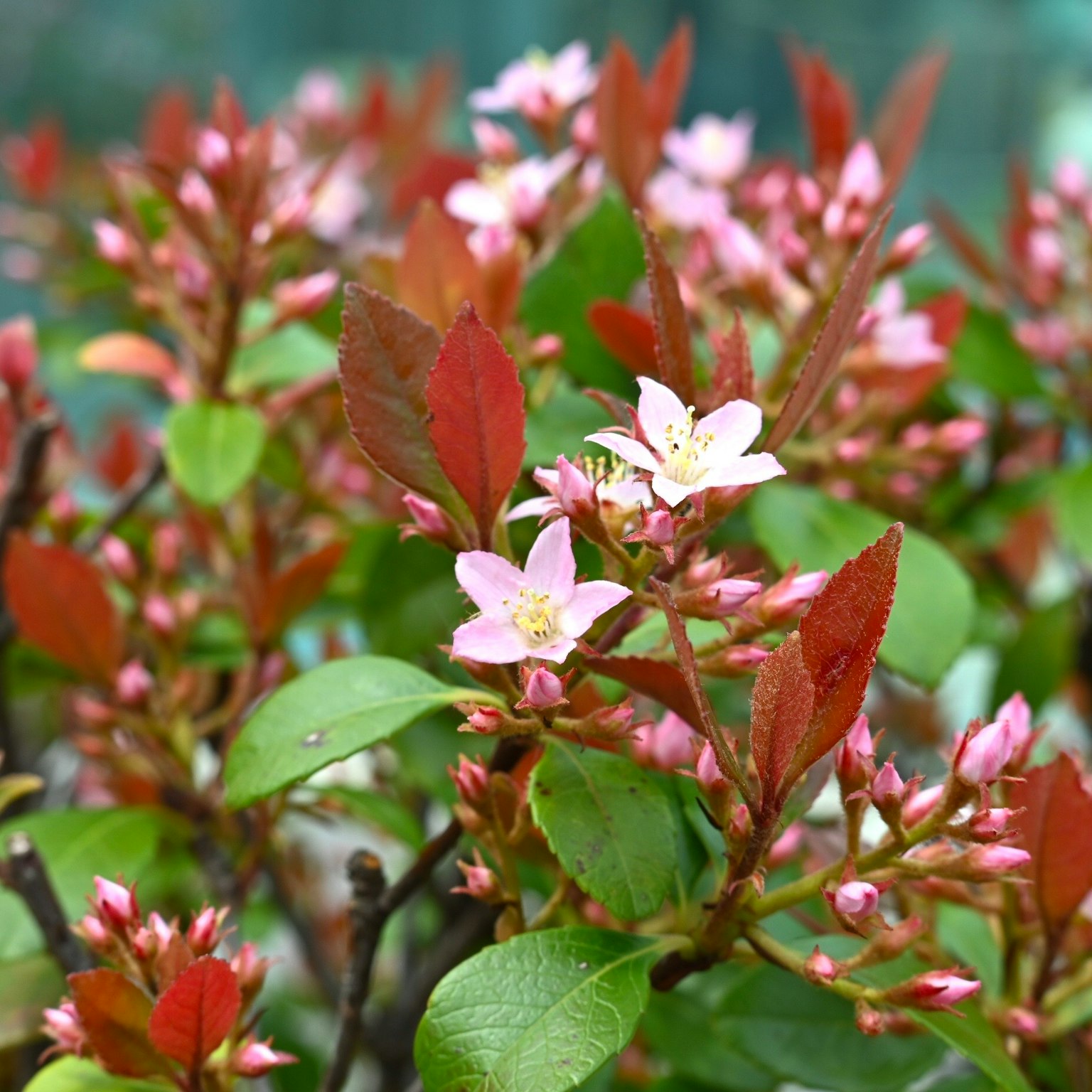 特写植物，带有粉红色花朵和红色叶子
