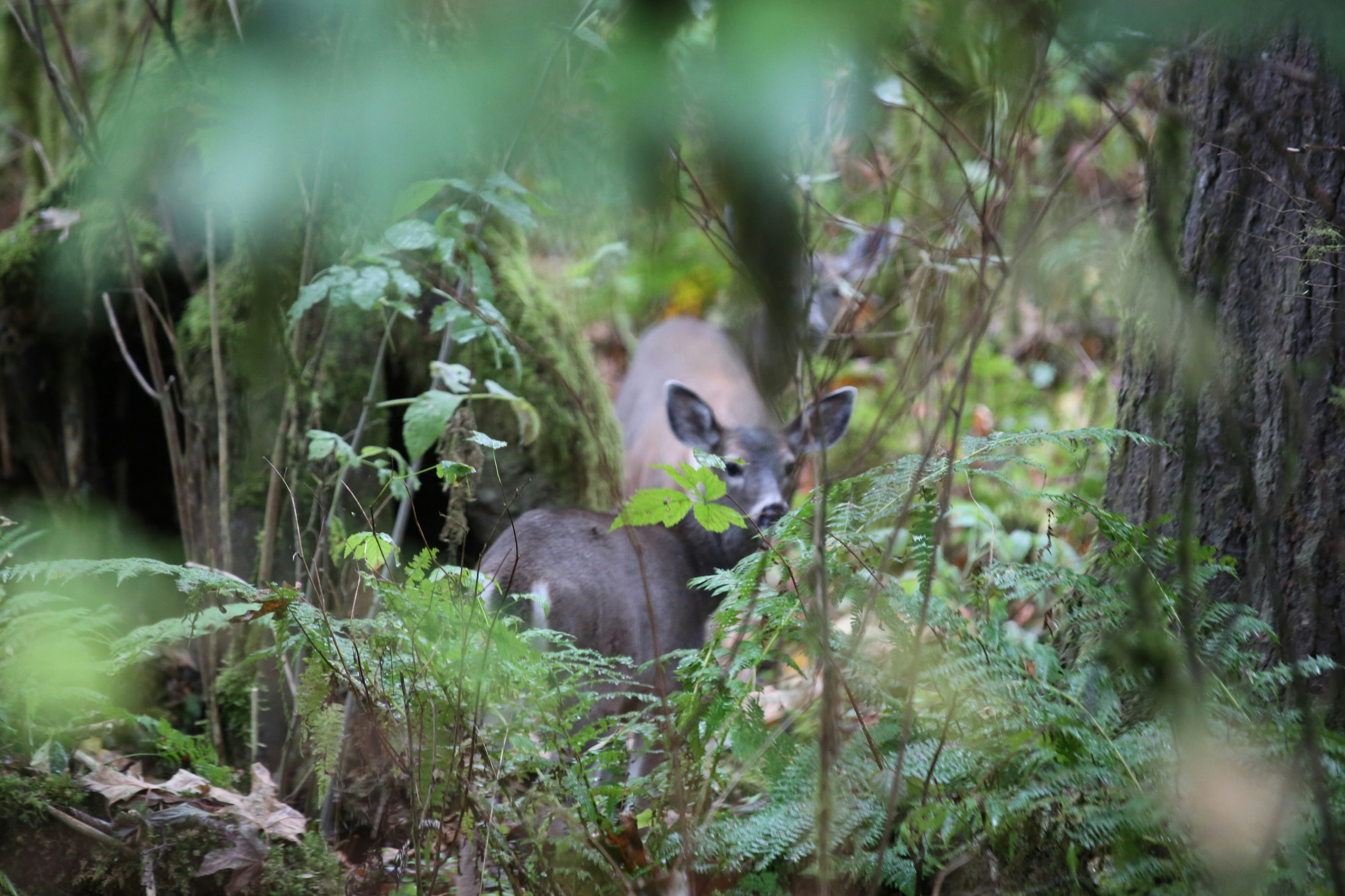 Wildtier im hohen Gras
