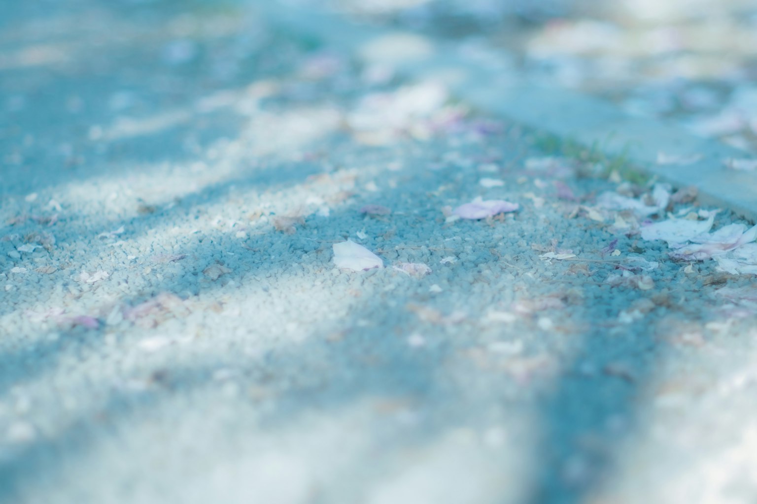 Scattered cherry blossom petals on a blue surface with shadows