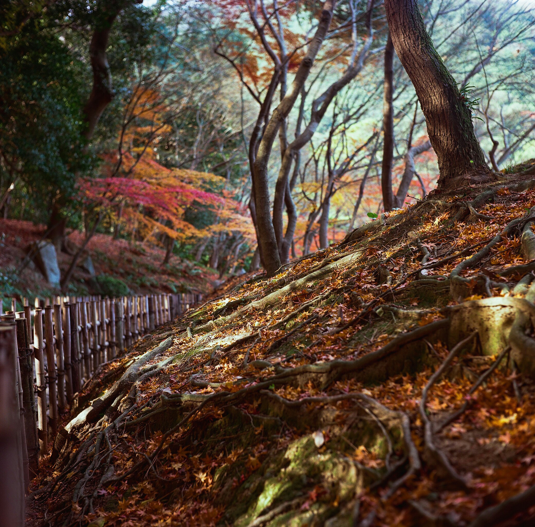 Shaded slope path with maple leaves and sunbeams at Ritsurin Garden
