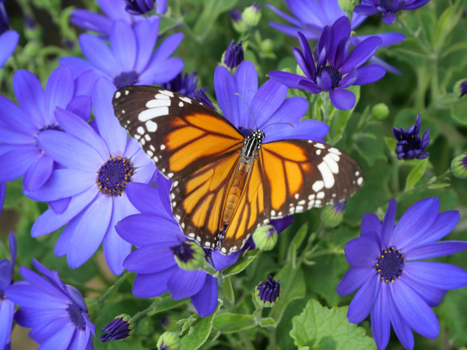 Una farfalla arancione brillante che si posa su fiori viola
