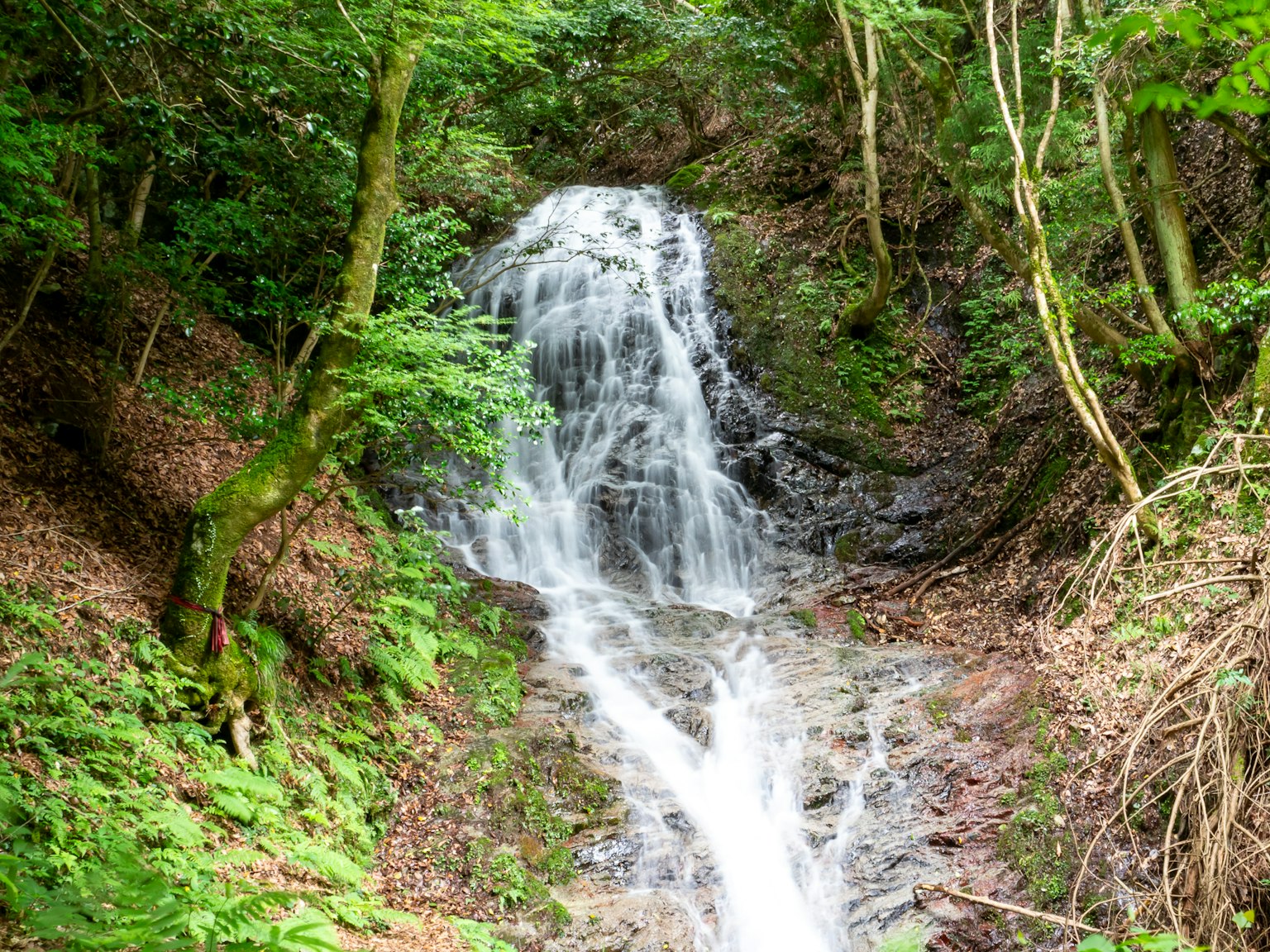 Una pequeña cascada que cae rodeada de exuberante vegetación