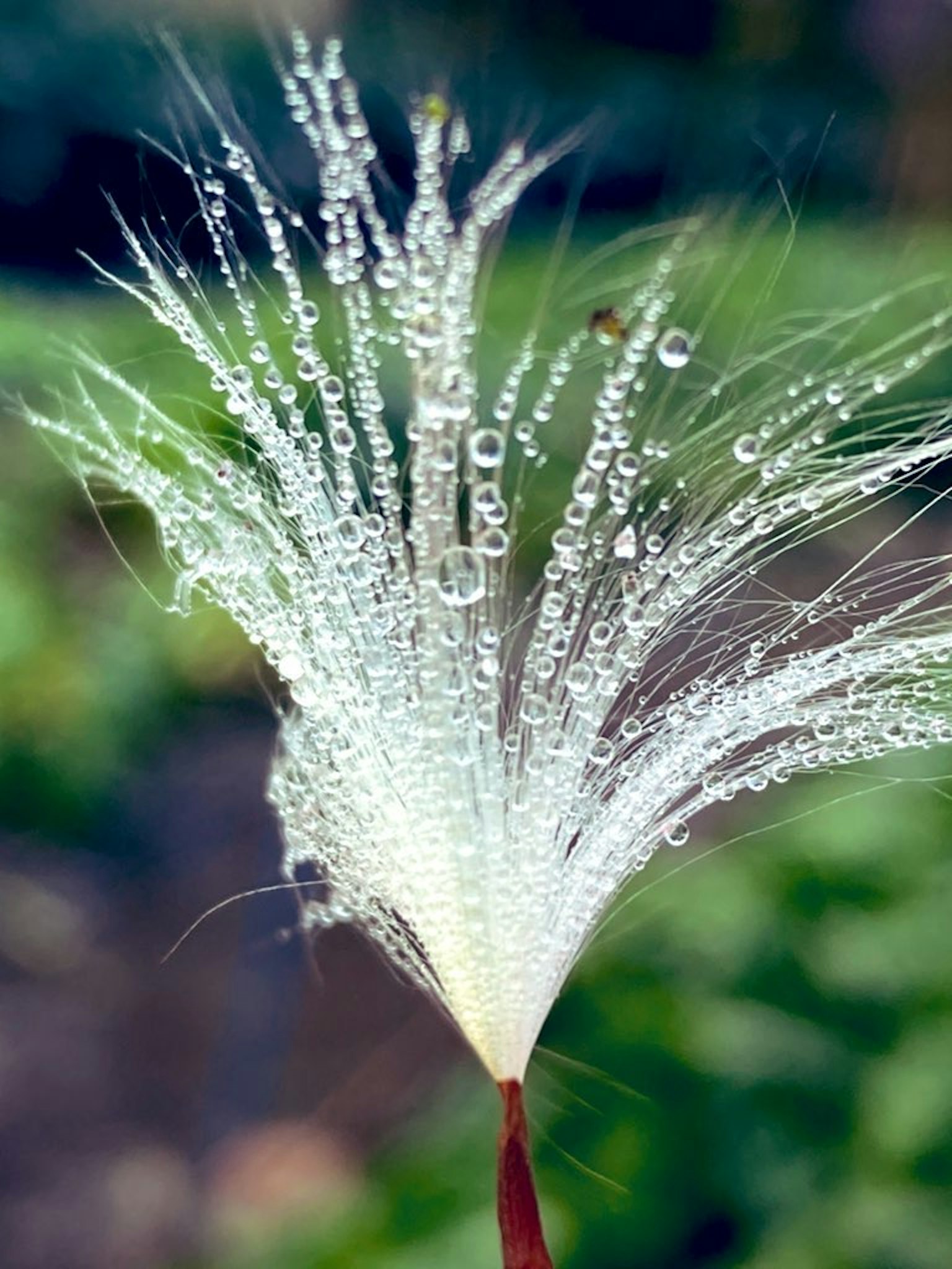 Close-up of a grass flower tip with water droplets against a green background