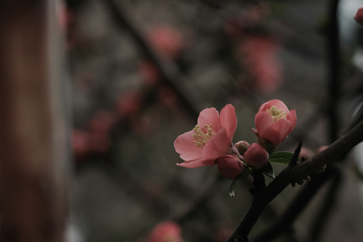 Gros plan de fleurs roses délicates en fleurs sur des branches