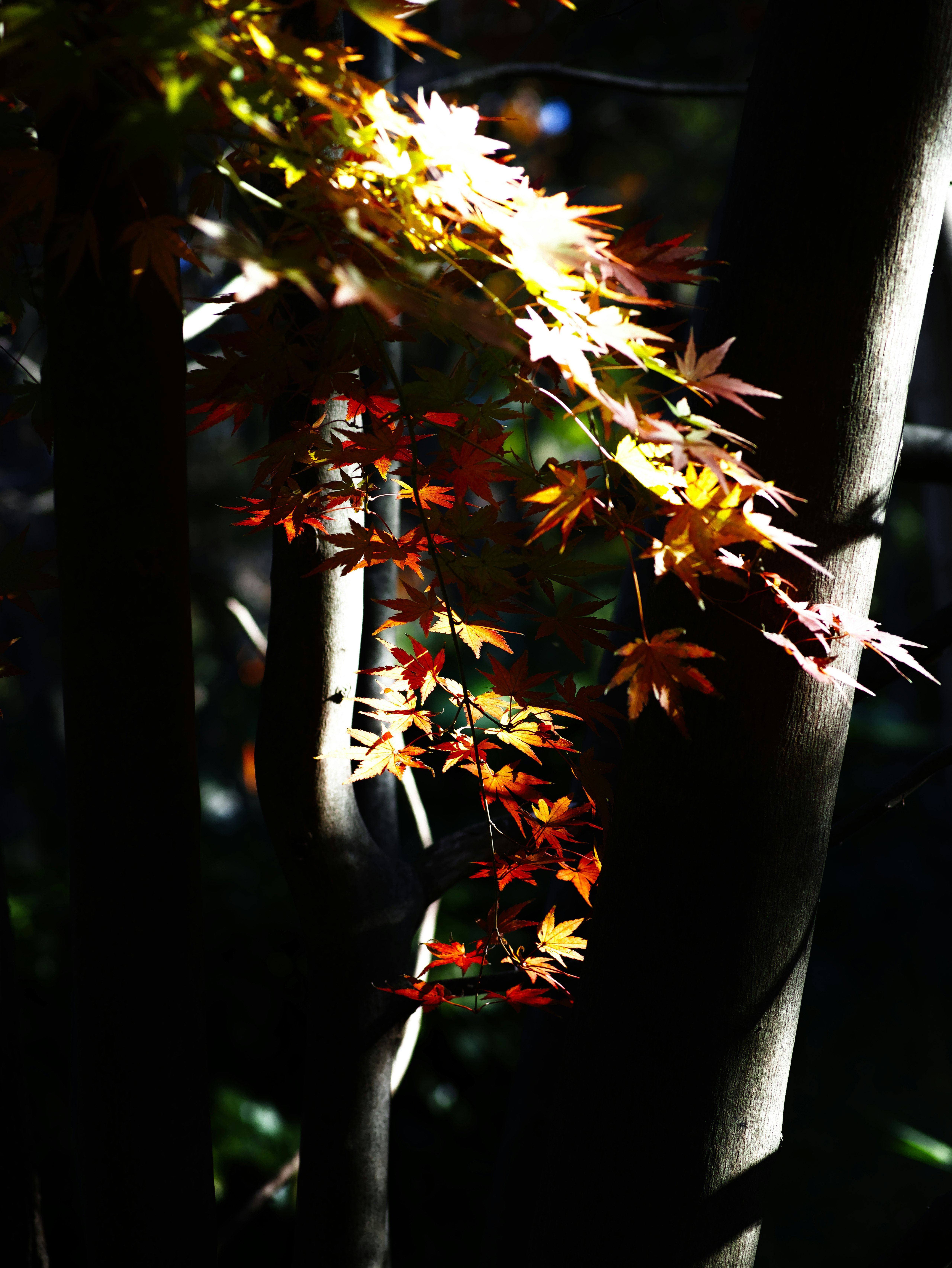 竹の間から差し込む光と紅葉のような葉のきらめき