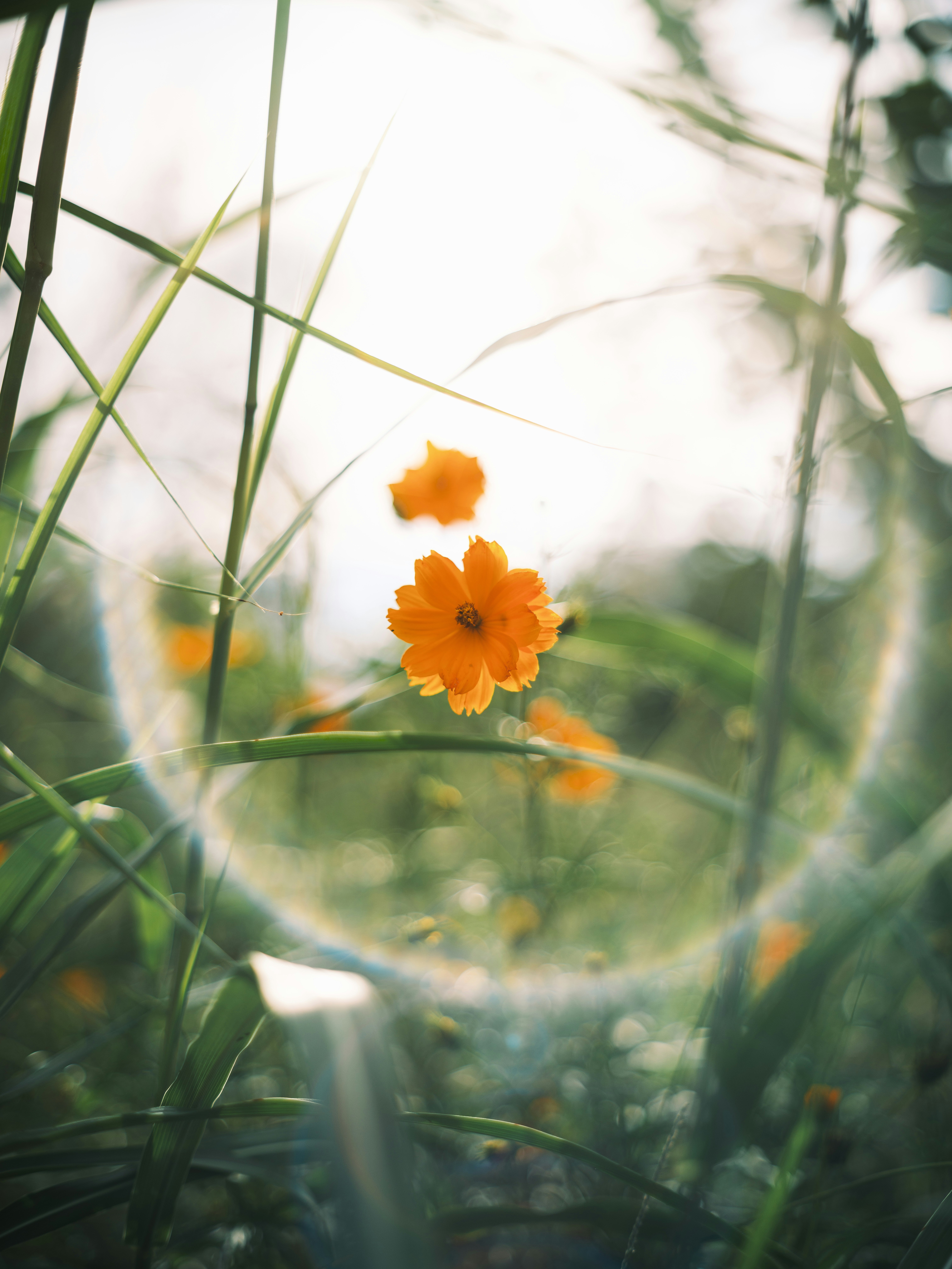 草むらのオレンジ色の花と柔らかな光のボケ
