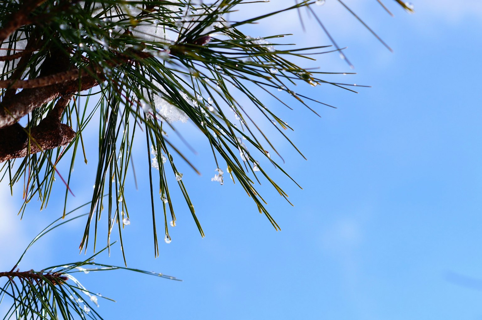 Kiefernadel mit Wassertropfen vor blauem Himmel