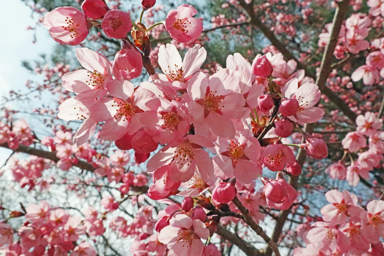 櫻花特寫，粉色花瓣與藍天相映