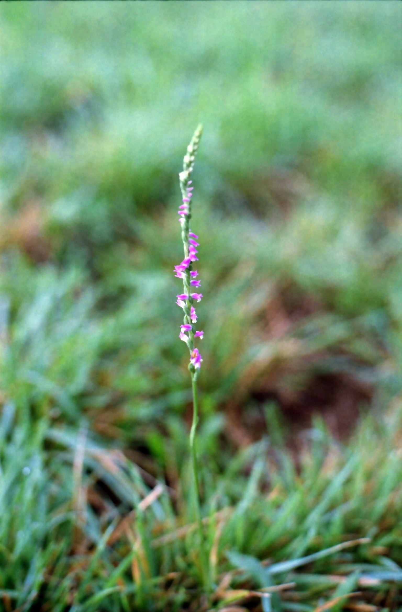 緑の草の中に立つ紫色の花の穂