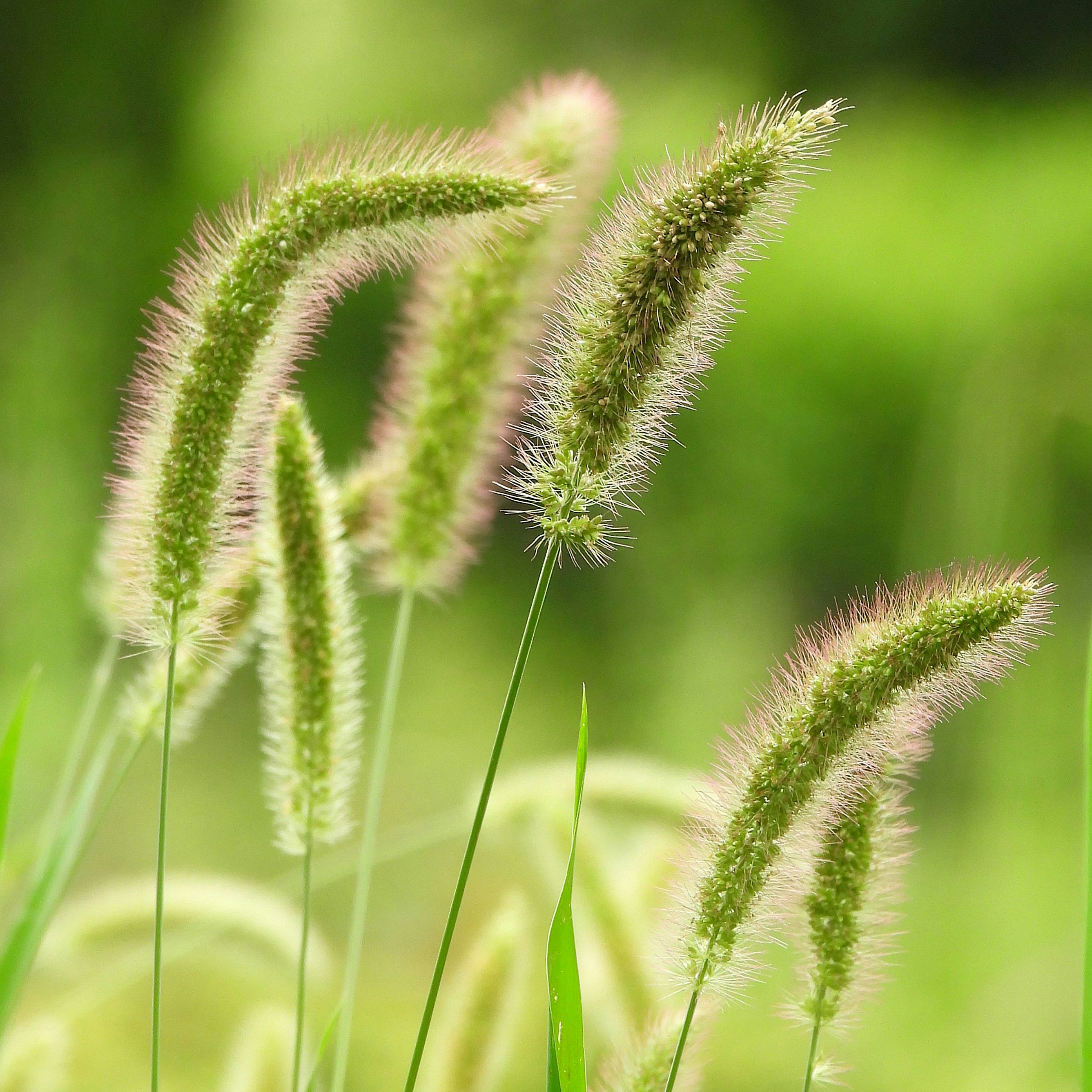 Makro kepala biji rumput ekor rubah (cat’s tail) di padang rumput hijau