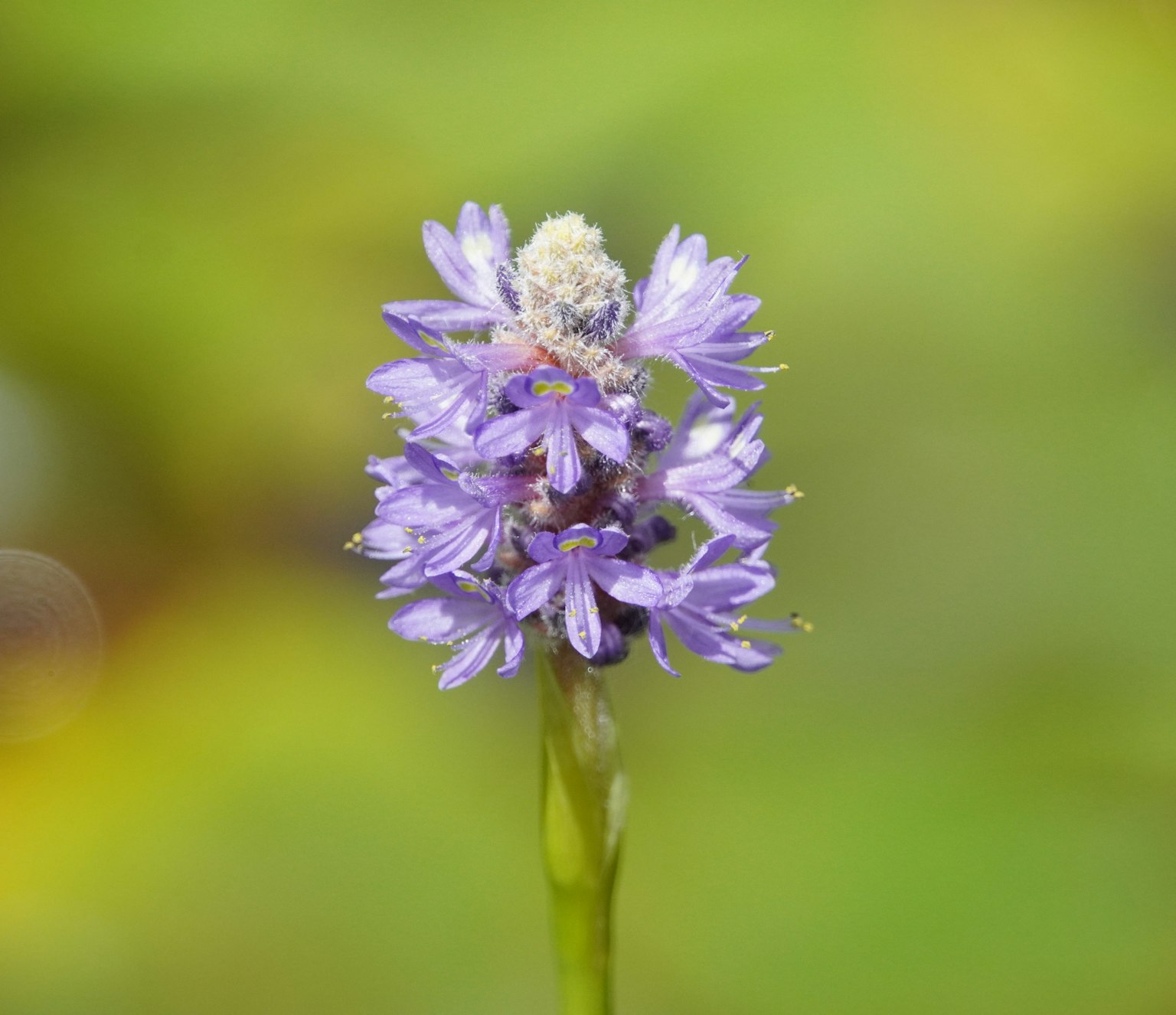 Gros plan d'une fleur violette avec un arrière-plan flou