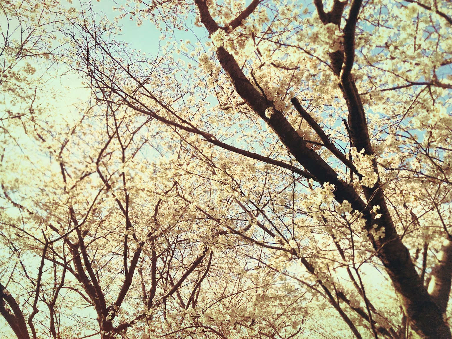Photo d'arbres en fleurs sous un ciel bleu