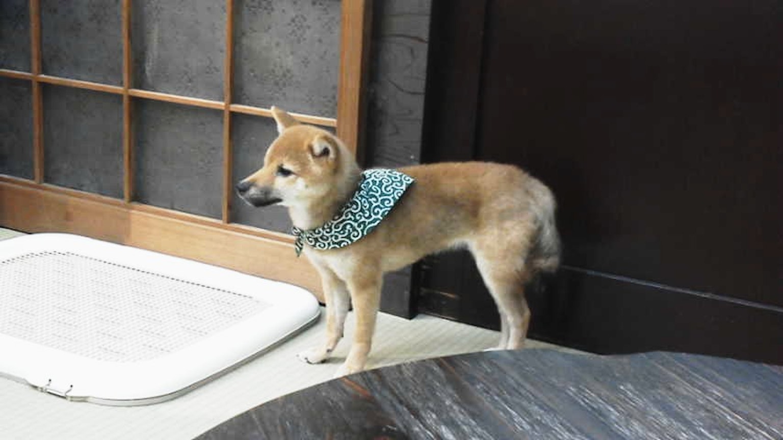Un adorable Shiba Inu portant un bandana bleu dans un cadre intérieur