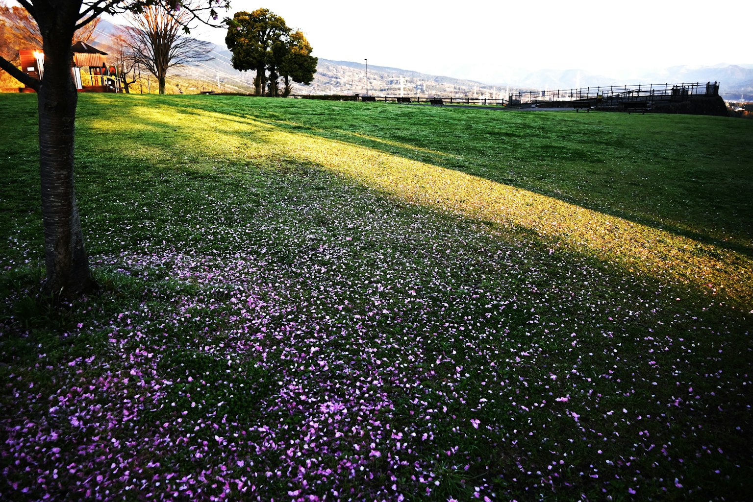 Grüne Wiese mit verstreuten rosa Blütenblättern und Bäumen