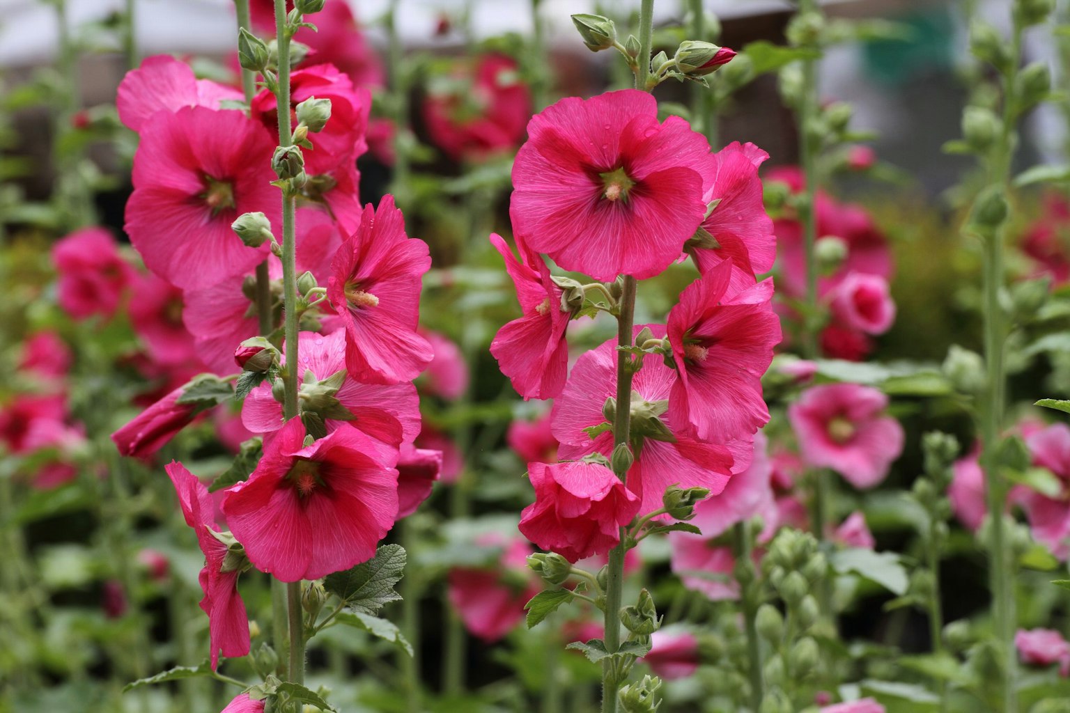 Bunga hollyhock merah muda yang cerah mekar