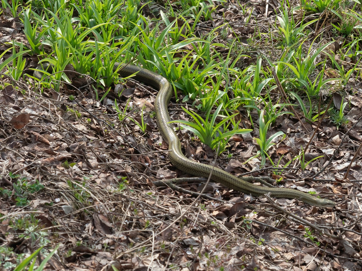Una serpiente deslizándose por la hierba con un fondo de plantas verdes y hojas caídas