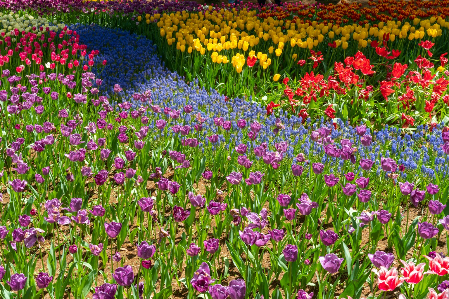 Un giardino fiorito vibrante con tulipani colorati e fiori viola