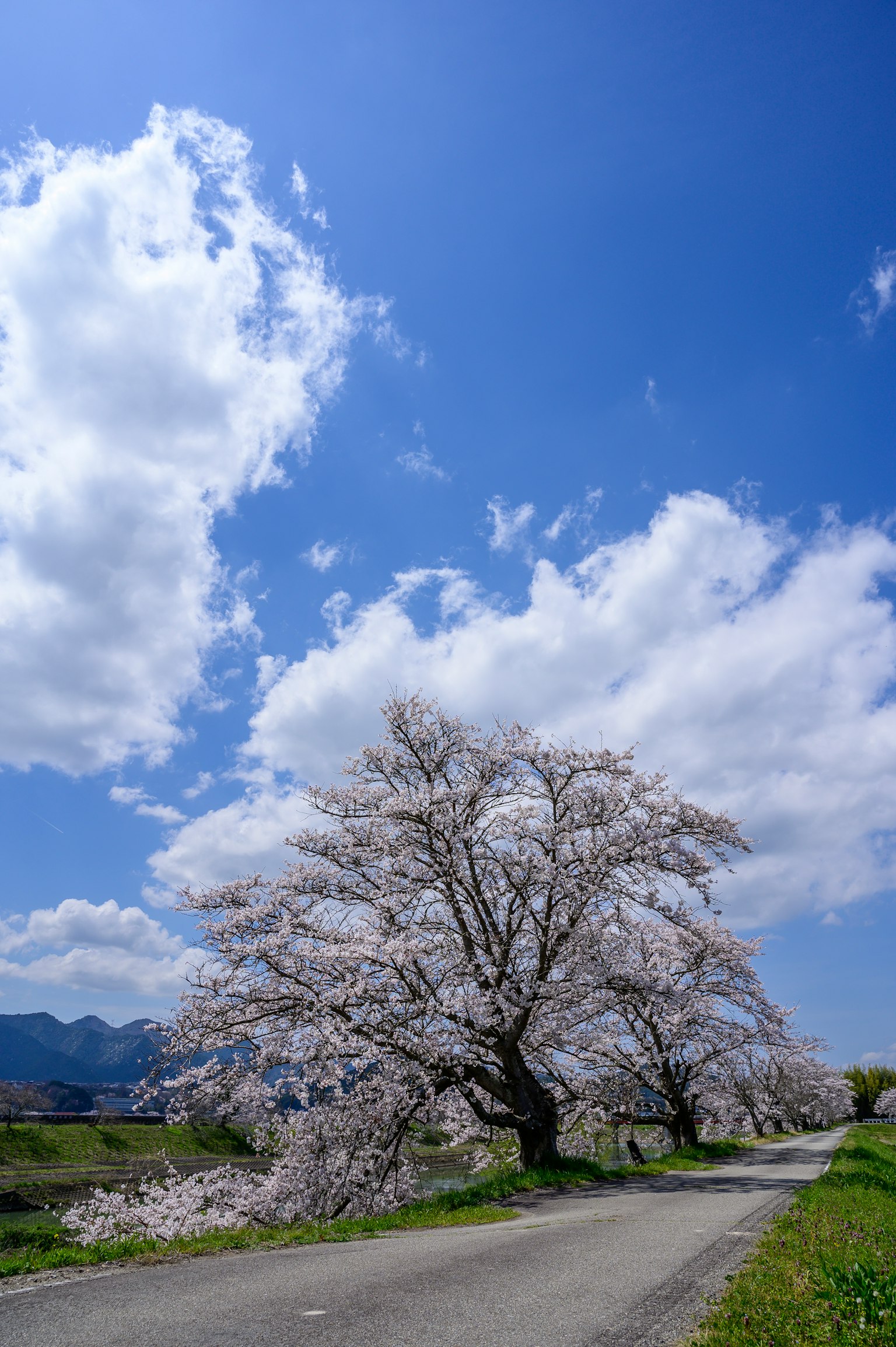 A cherry blossom tree in full bloom under a blue sky with white clouds