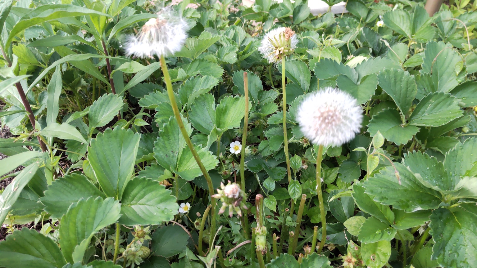 Bunga dandelion putih di antara daun hijau