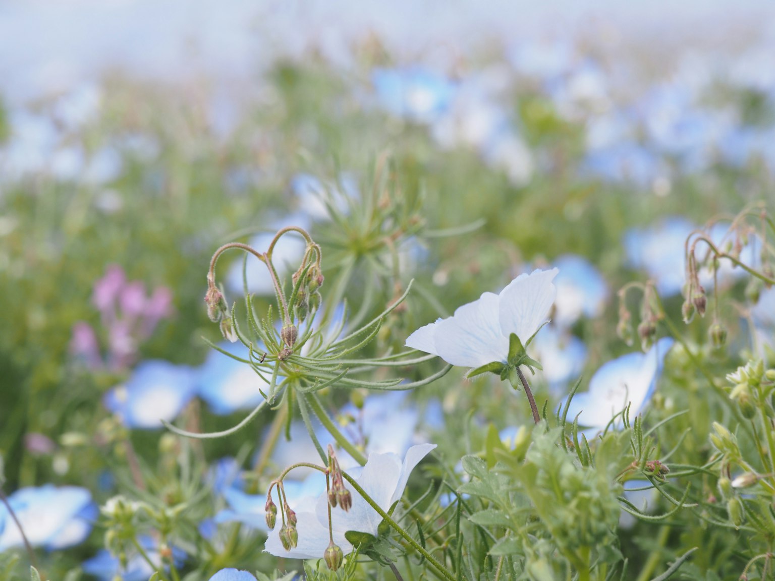 Un campo de flores azules y blancas con vegetación delicada