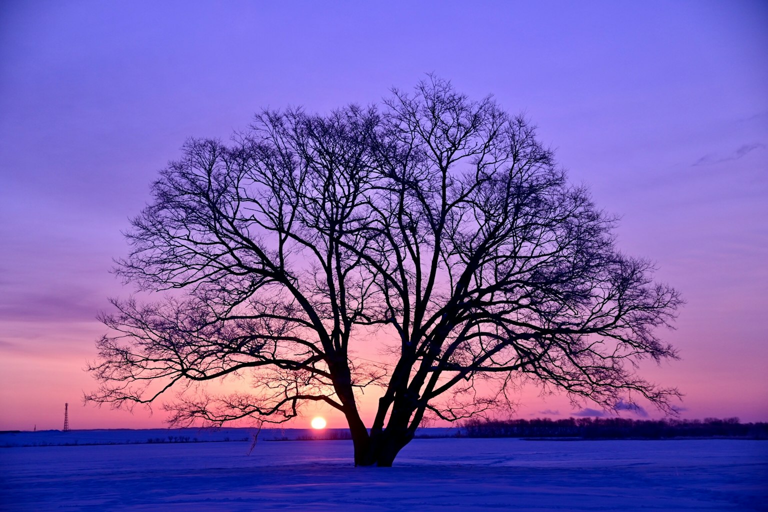 Bóng cây lớn trước hoàng hôn Cảnh mùa đông phủ tuyết