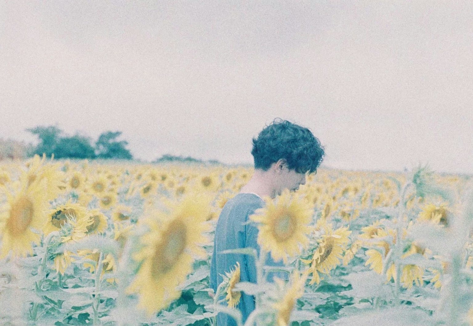 Personne debout dans un champ de tournesols