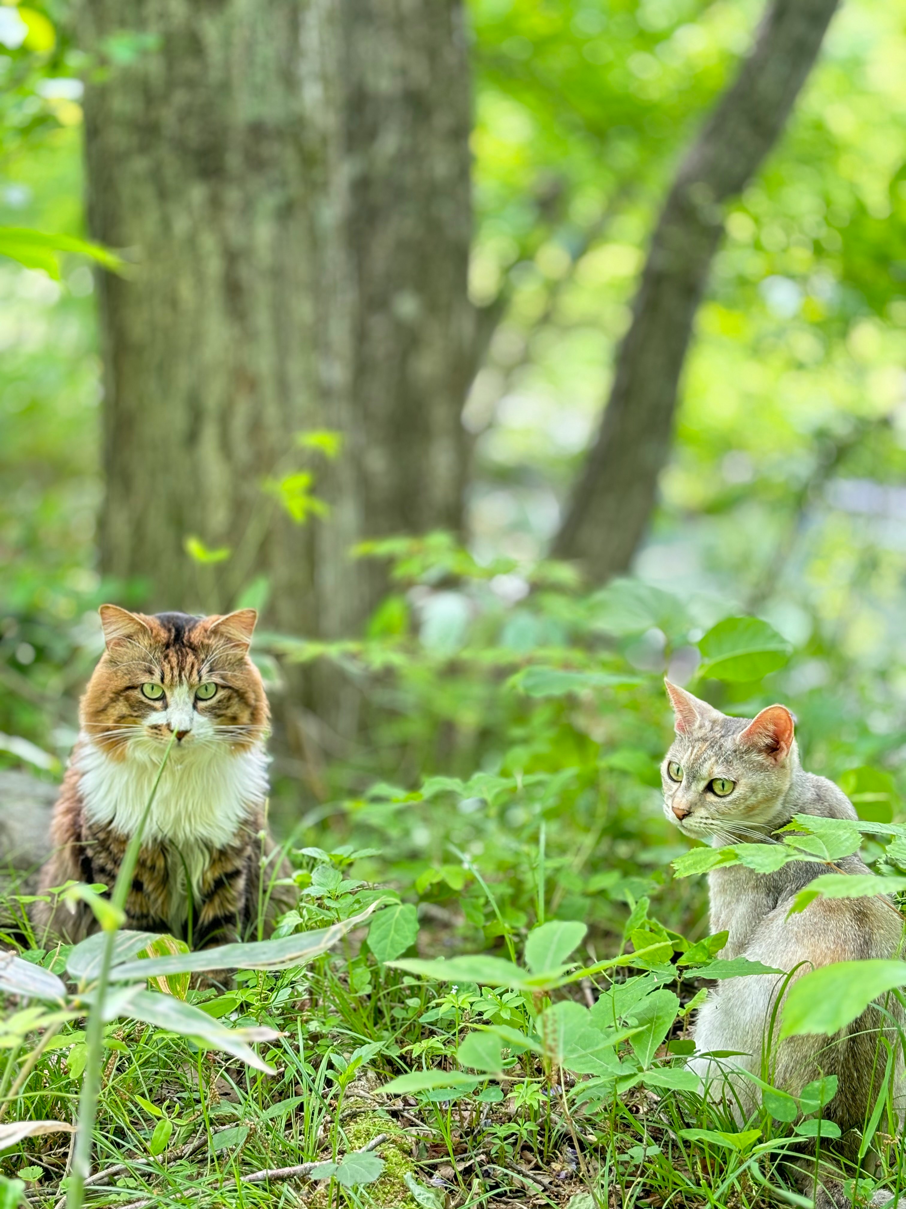 cats watching in a forest grassy area