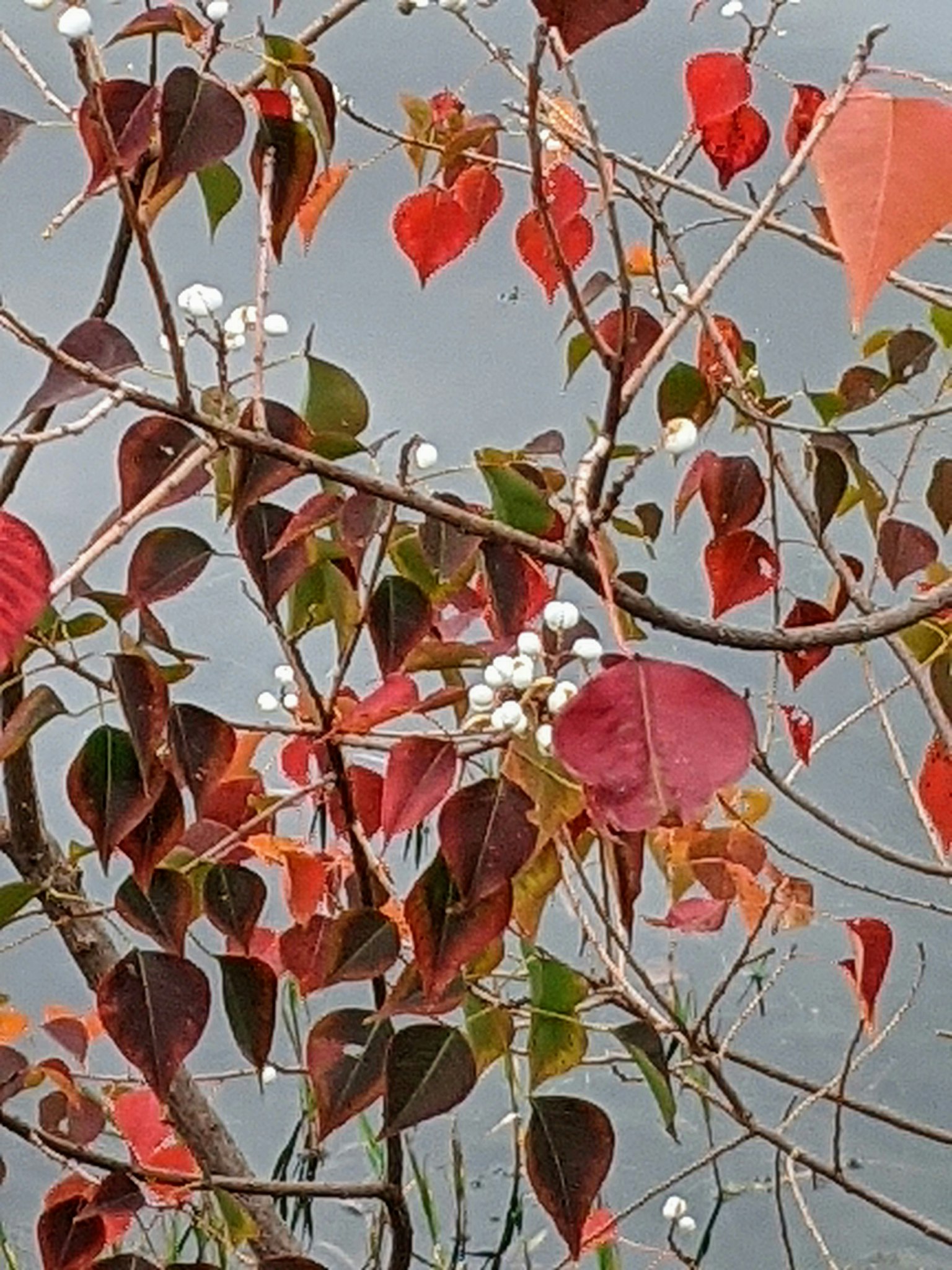 特寫樹枝，紅色和綠色的葉子和白色的漿果