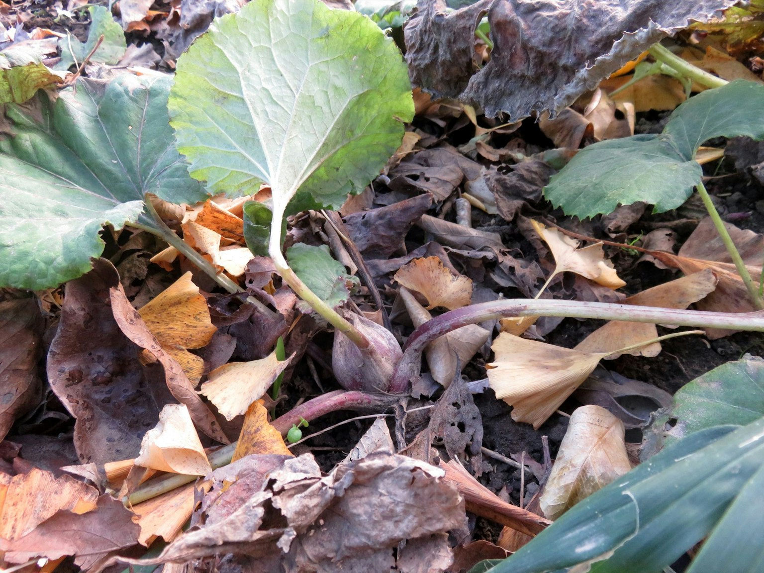 Immagine di una pianta con foglie e radici che emergono dal terreno circondata da foglie secche