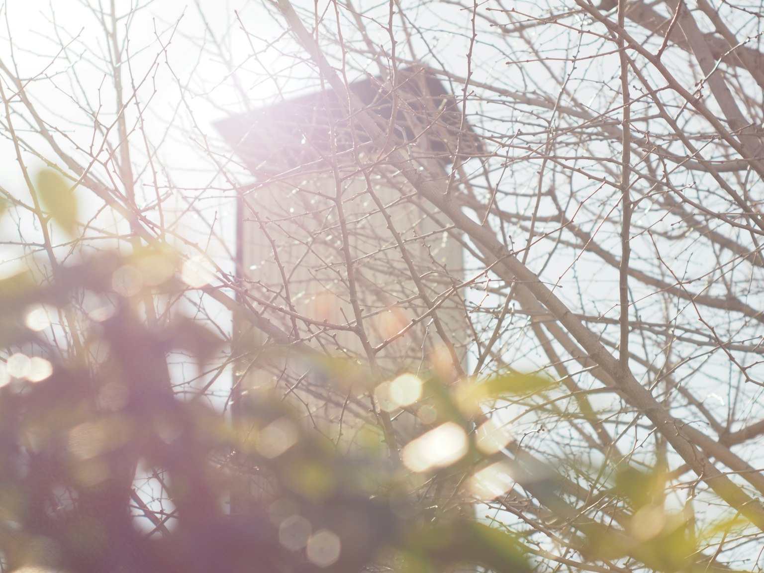 Torre parcialmente oculta por ramas con luz suave