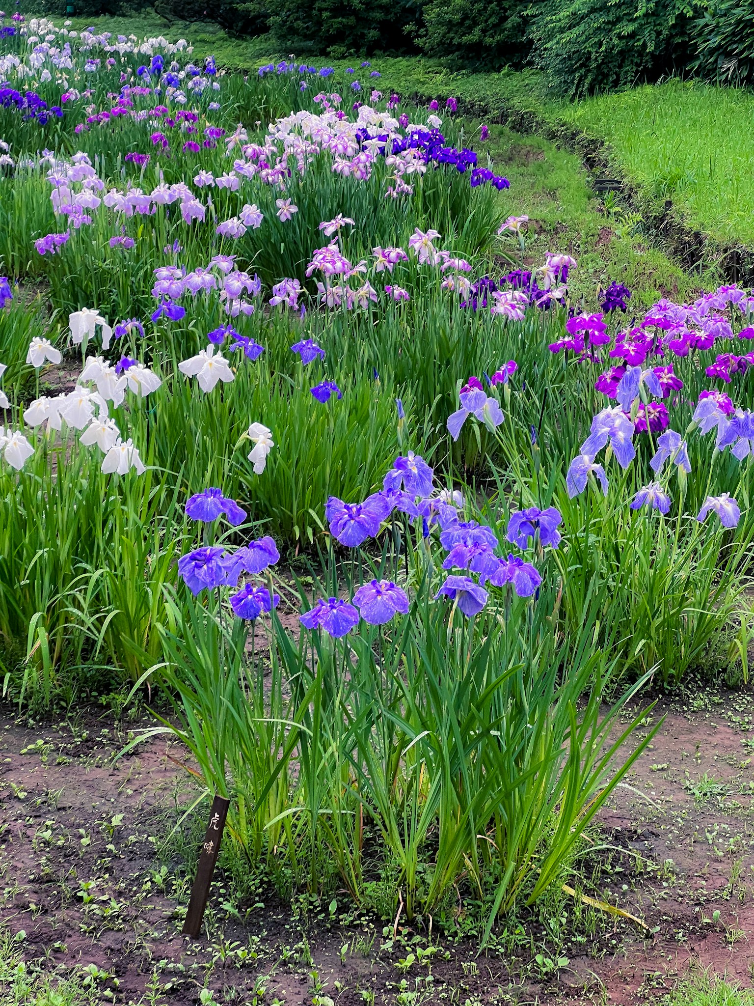 Un paysage magnifique de fleurs d'iris colorées en pleine floraison