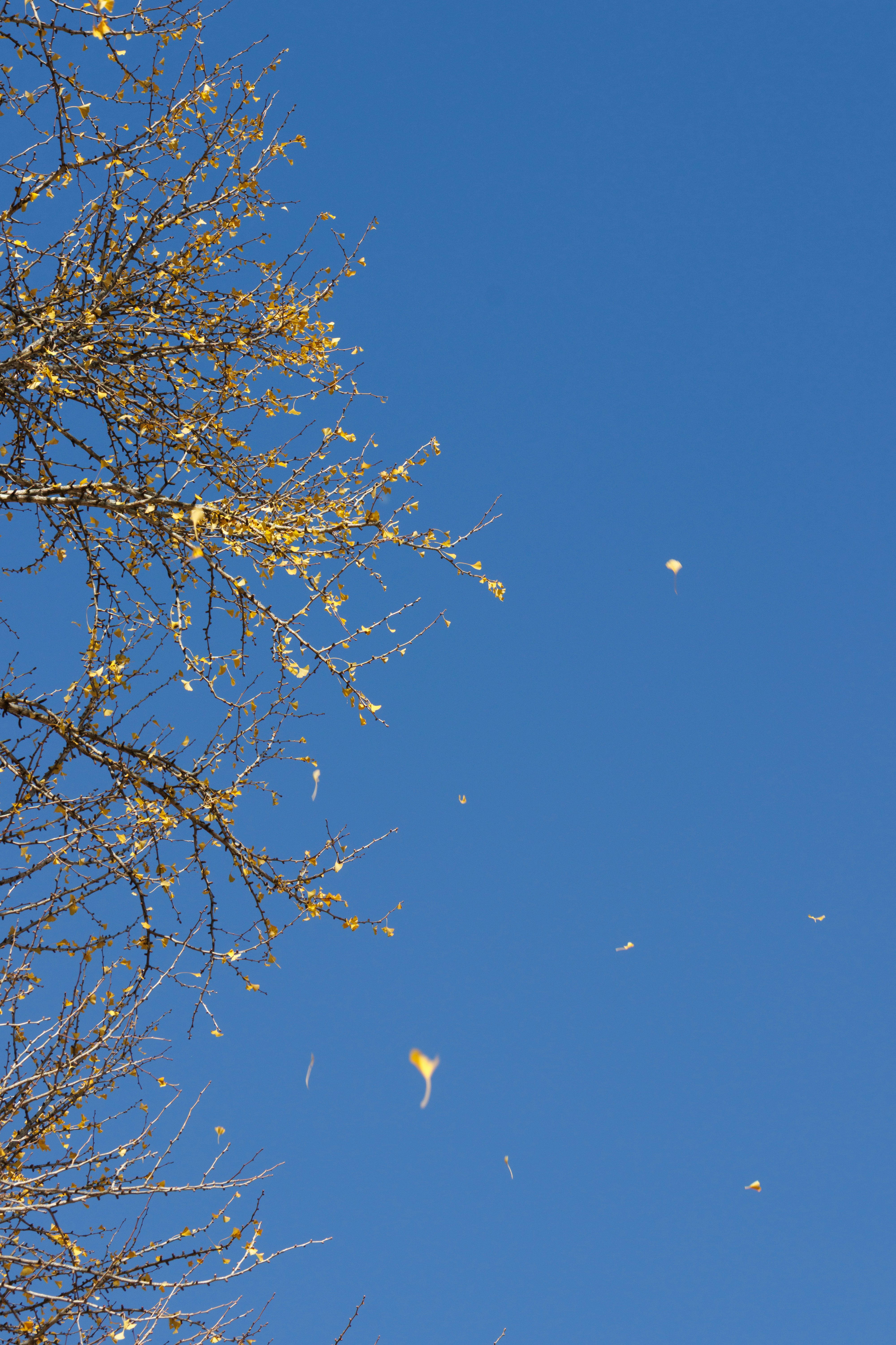 Daun ginkgo berjatuhan di langit biru