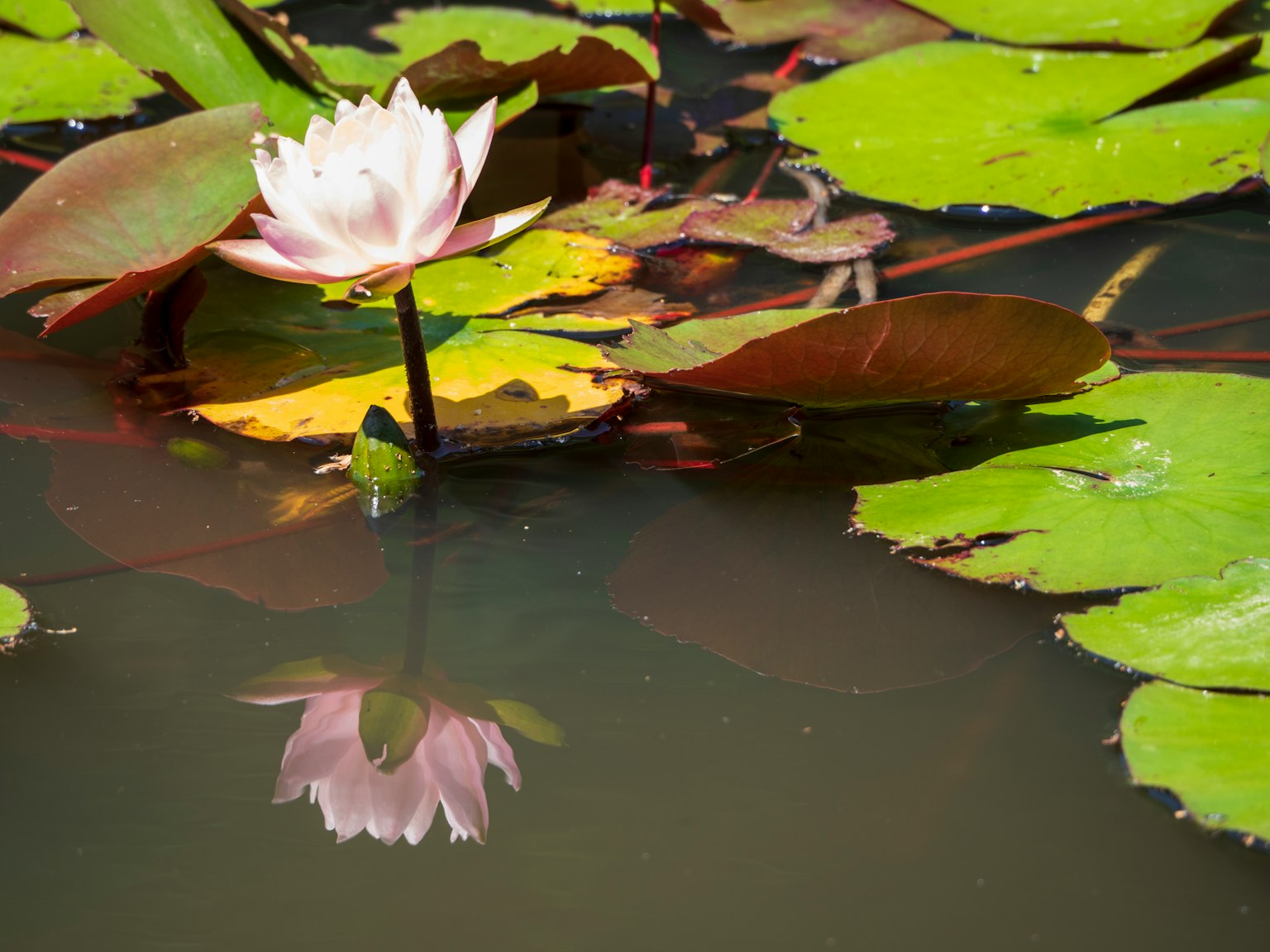 Nenúfar rosa flotando en la superficie del agua con hojas verdes