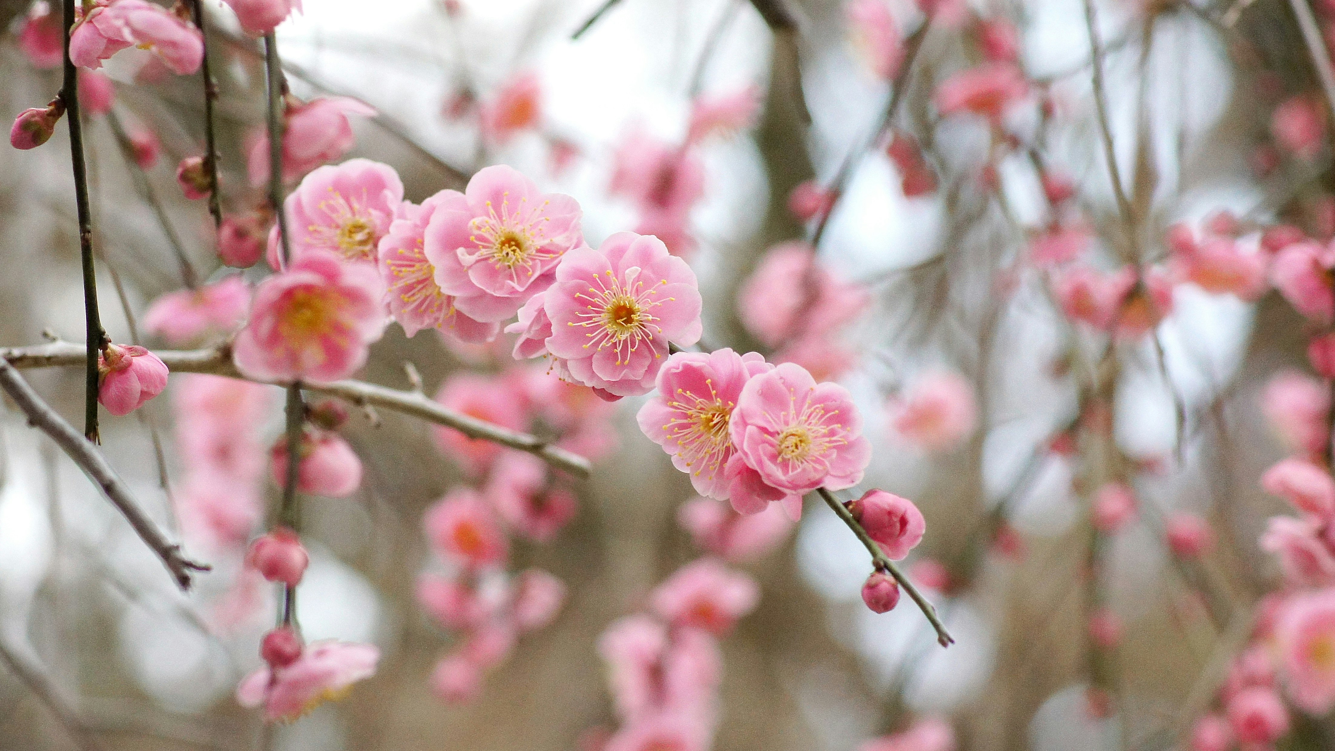 枝垂れ紅梅のピンクの花とつぼみのアップ