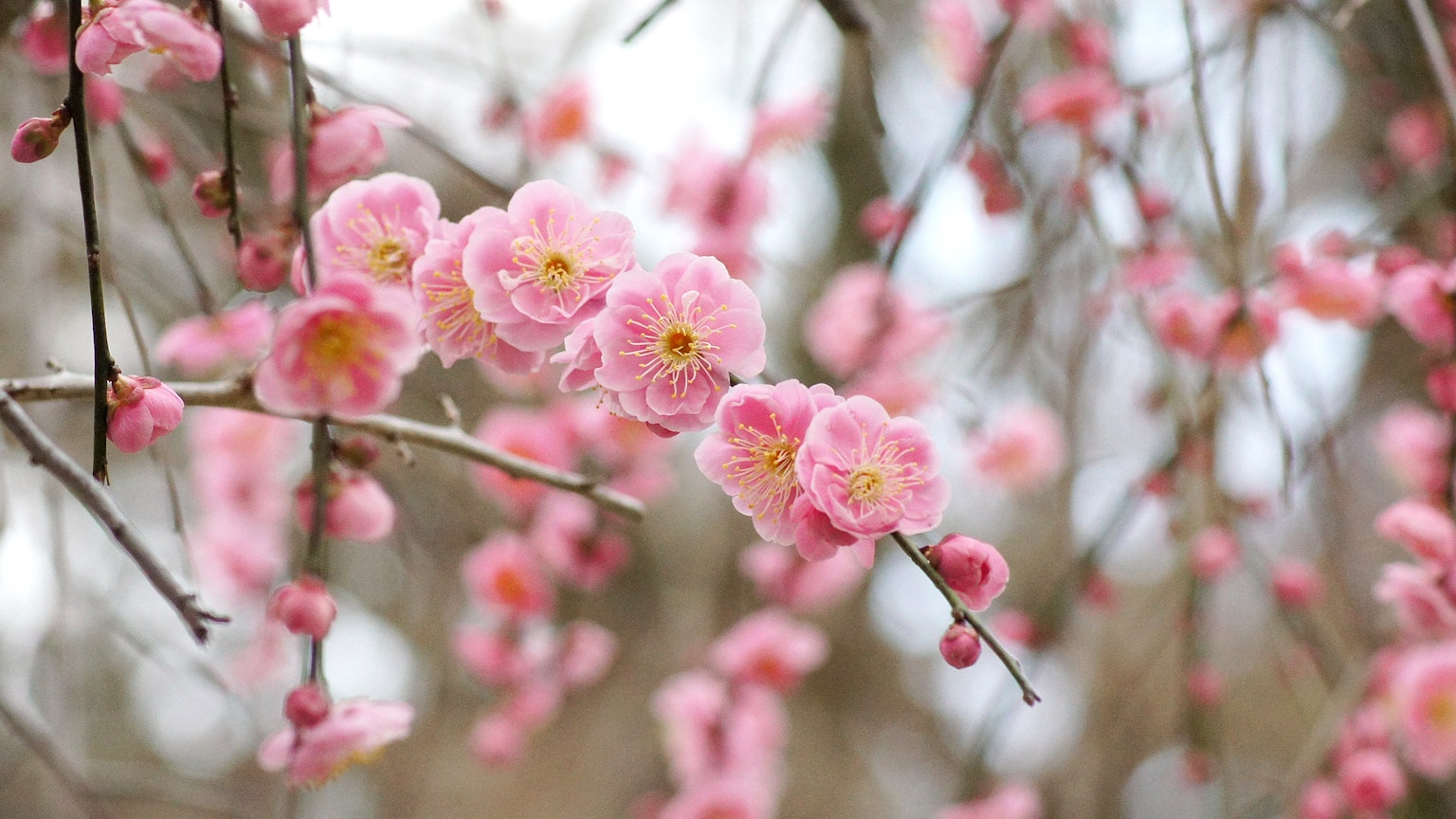 Gros plan de branches avec des fleurs roses en fleurs