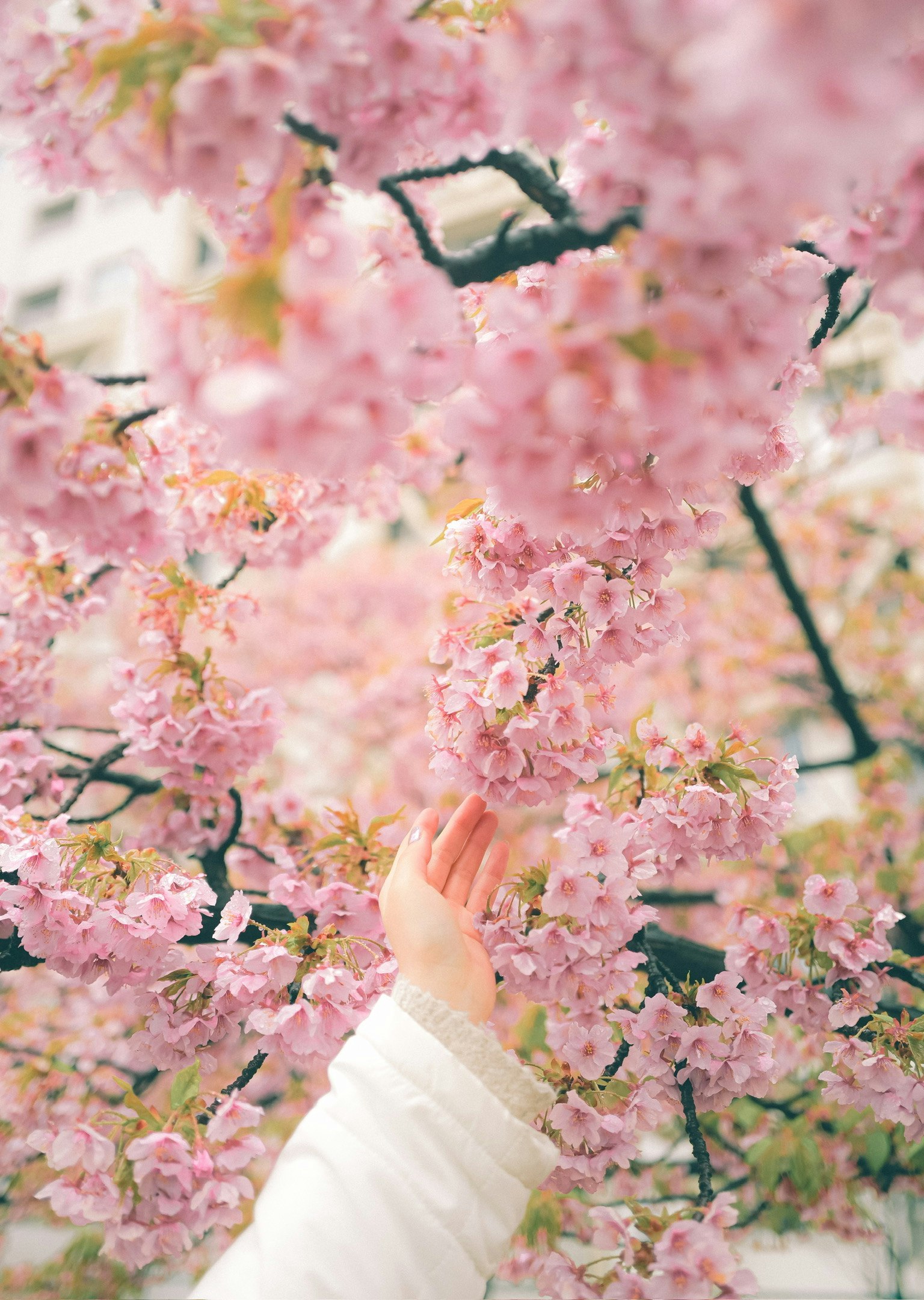 Một bàn tay đang với tới những bông hoa anh đào đang nở trên cây