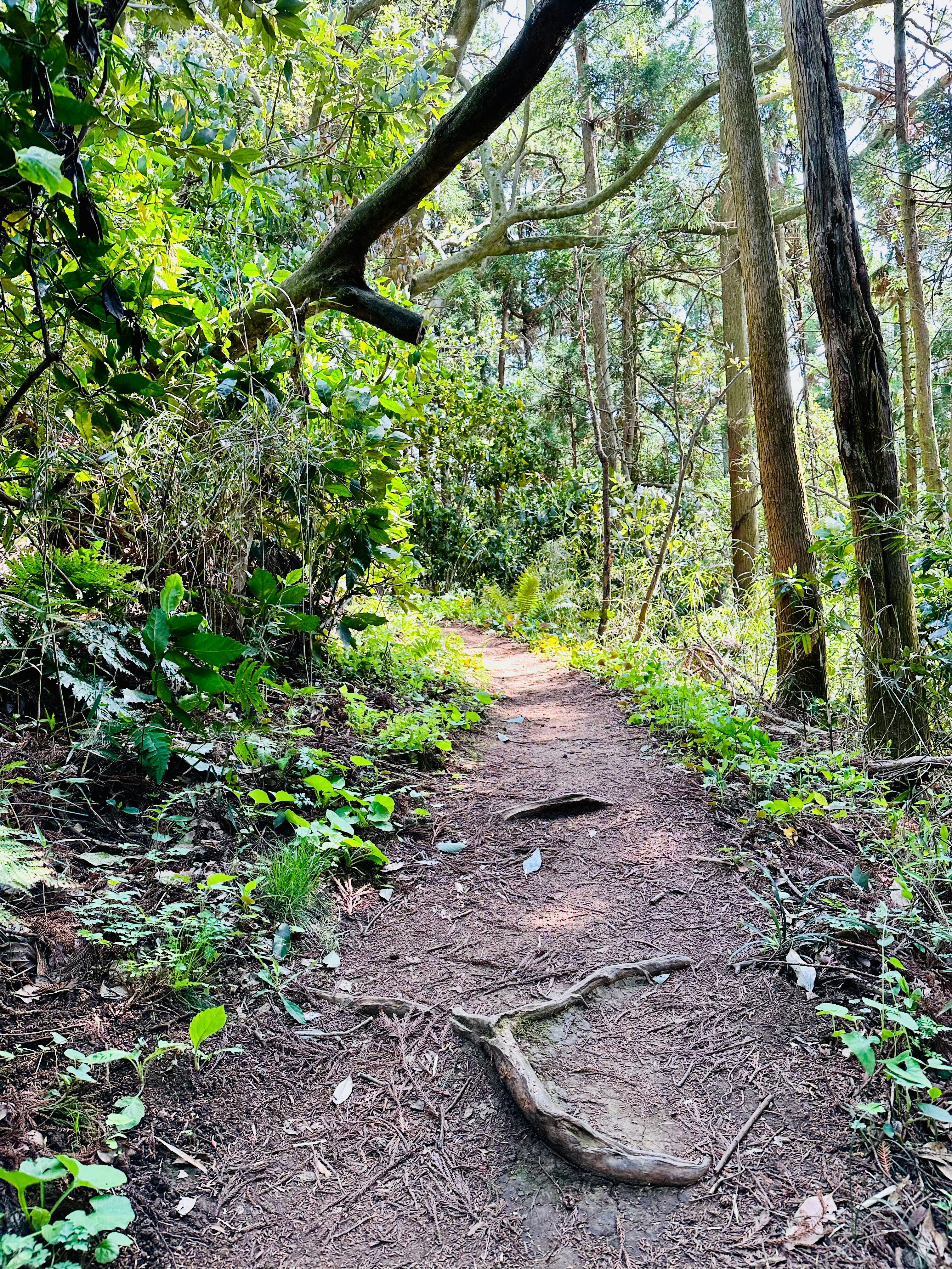 green forest path lined with trees and lush foliage