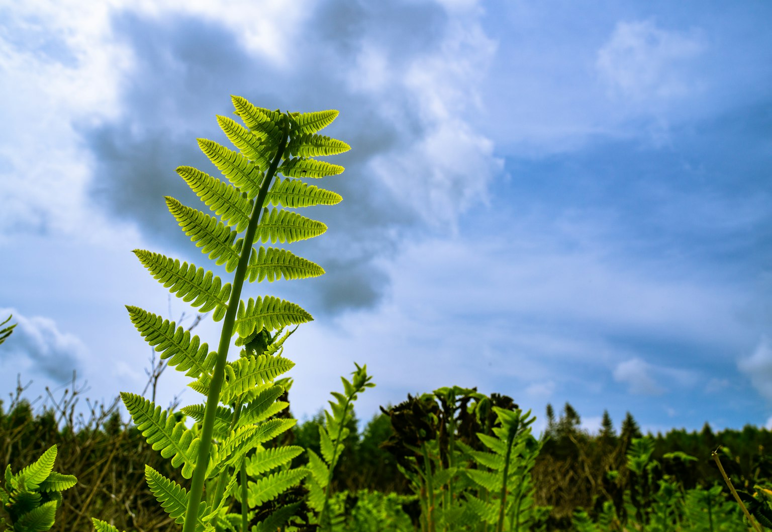 Vibrant fern leaves shining under a blue sky