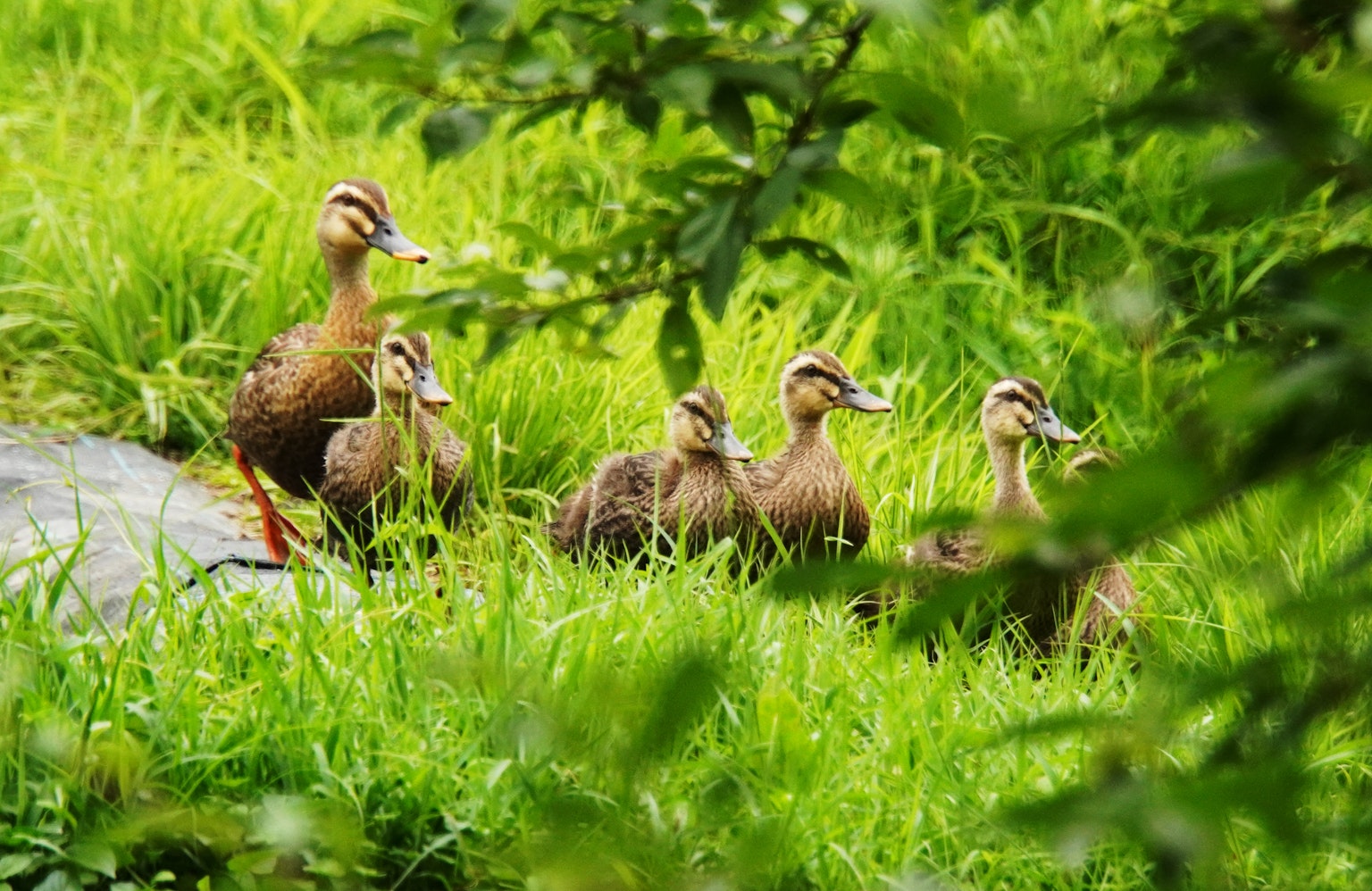 Una familia de patos caminando por la hierba verde