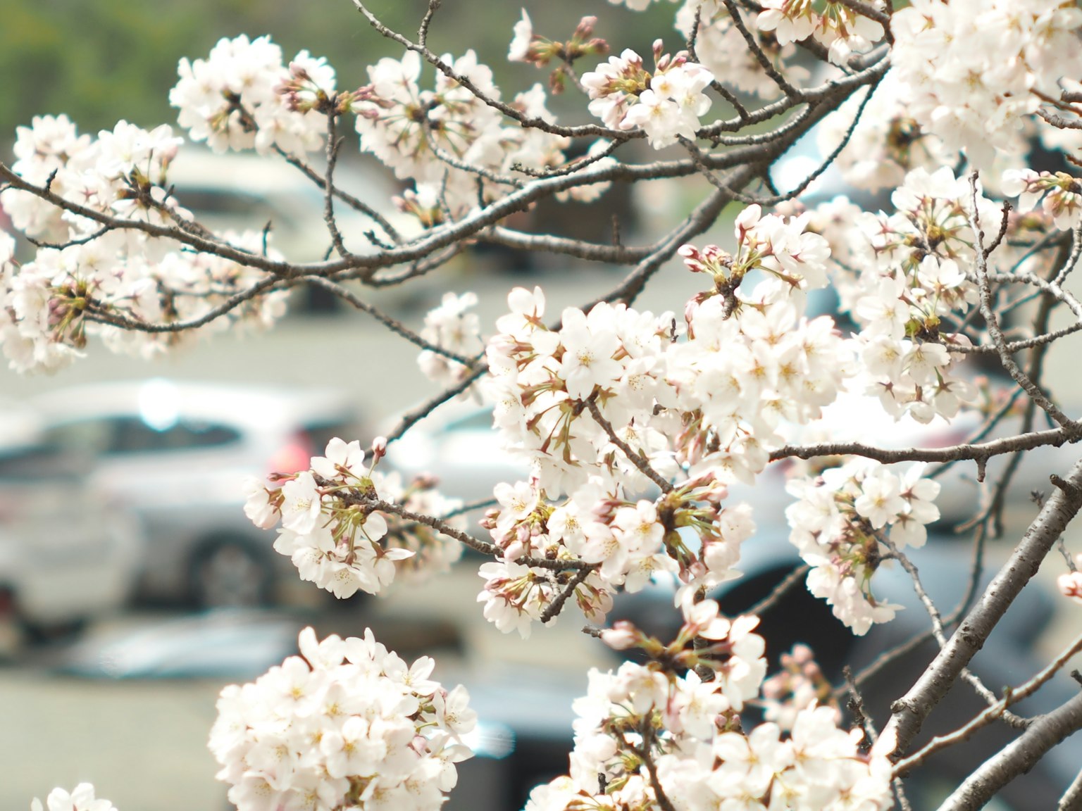 Close-up of cherry blossom branches with flowers in bloom background with cars