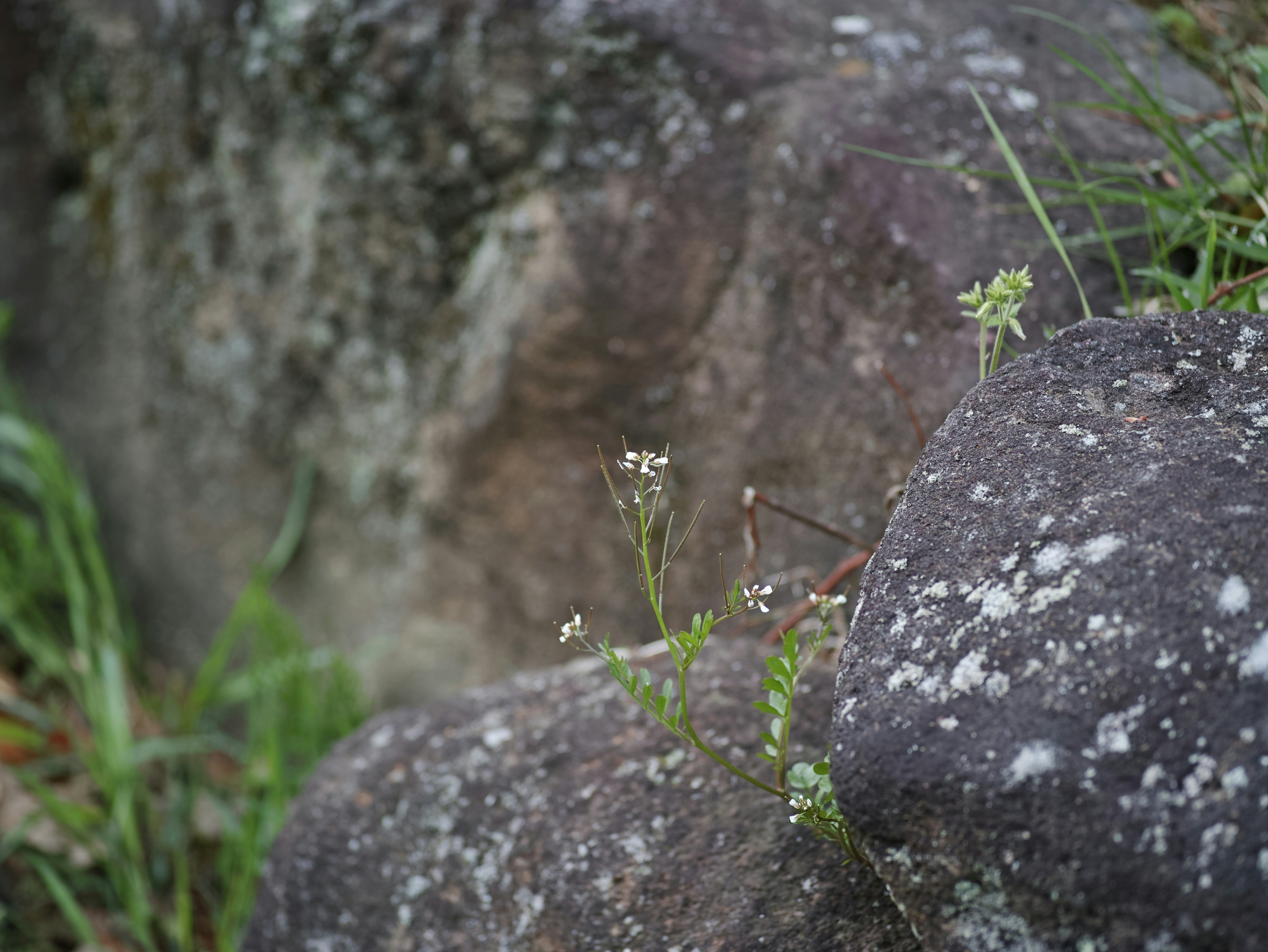苔むした石と草花のある自然の小さな風景