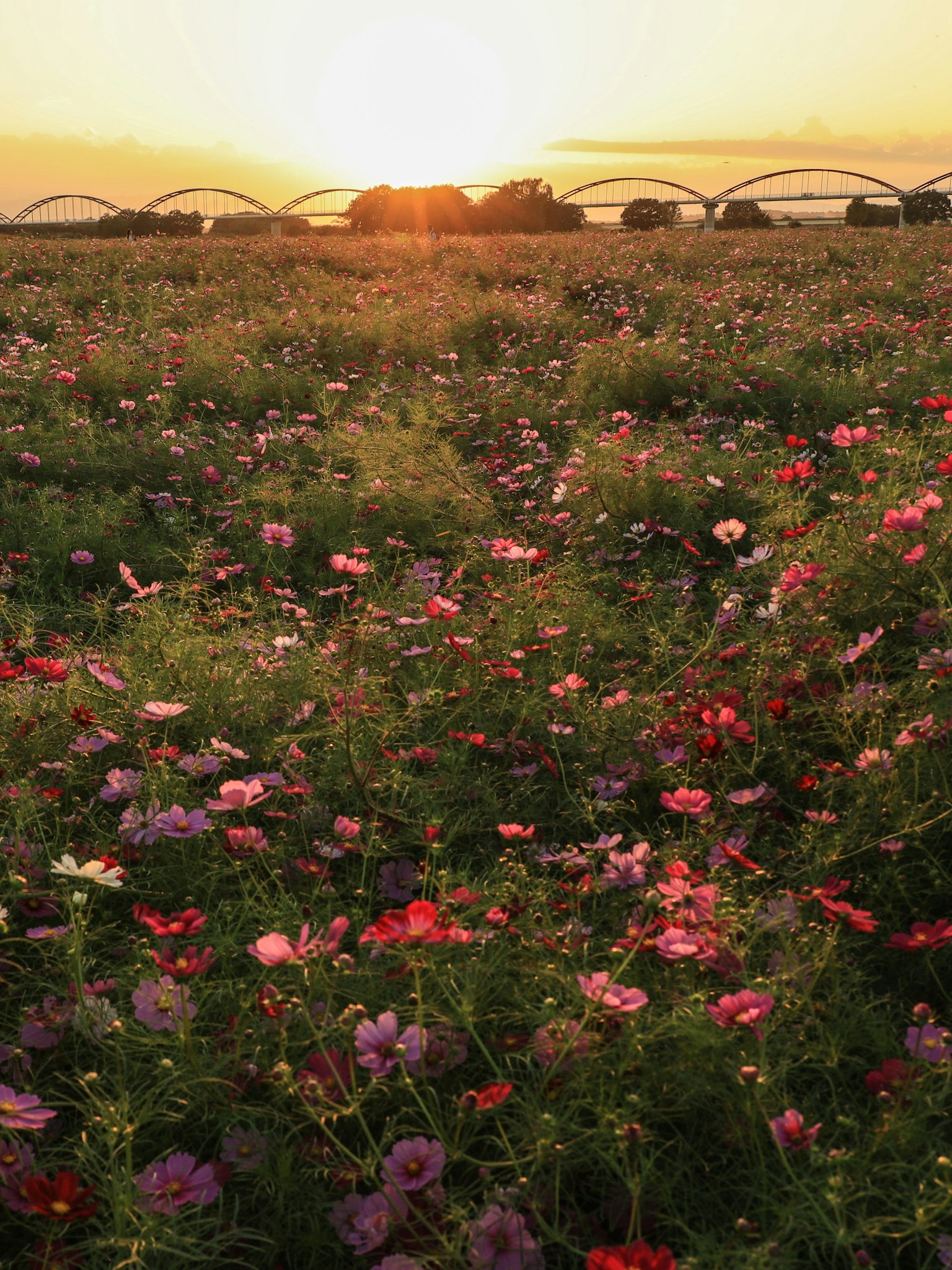 日落时的花田与五彩缤纷的花朵