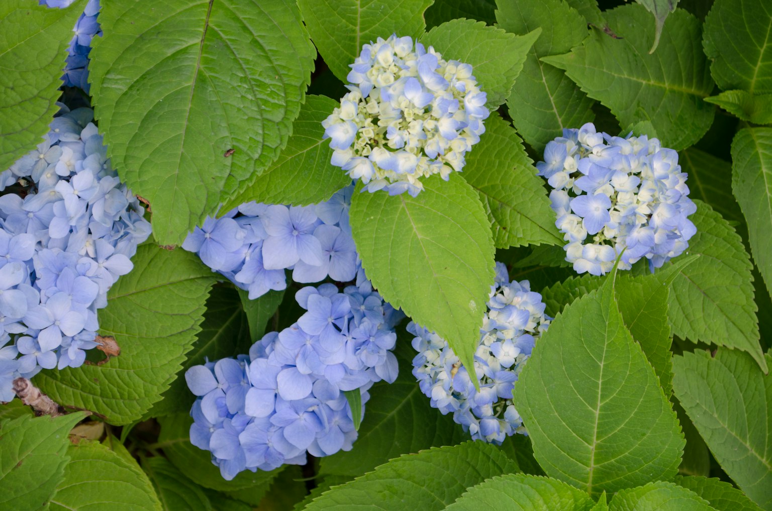 Blaue Hortensienblüten umgeben von üppigem grünem Laub