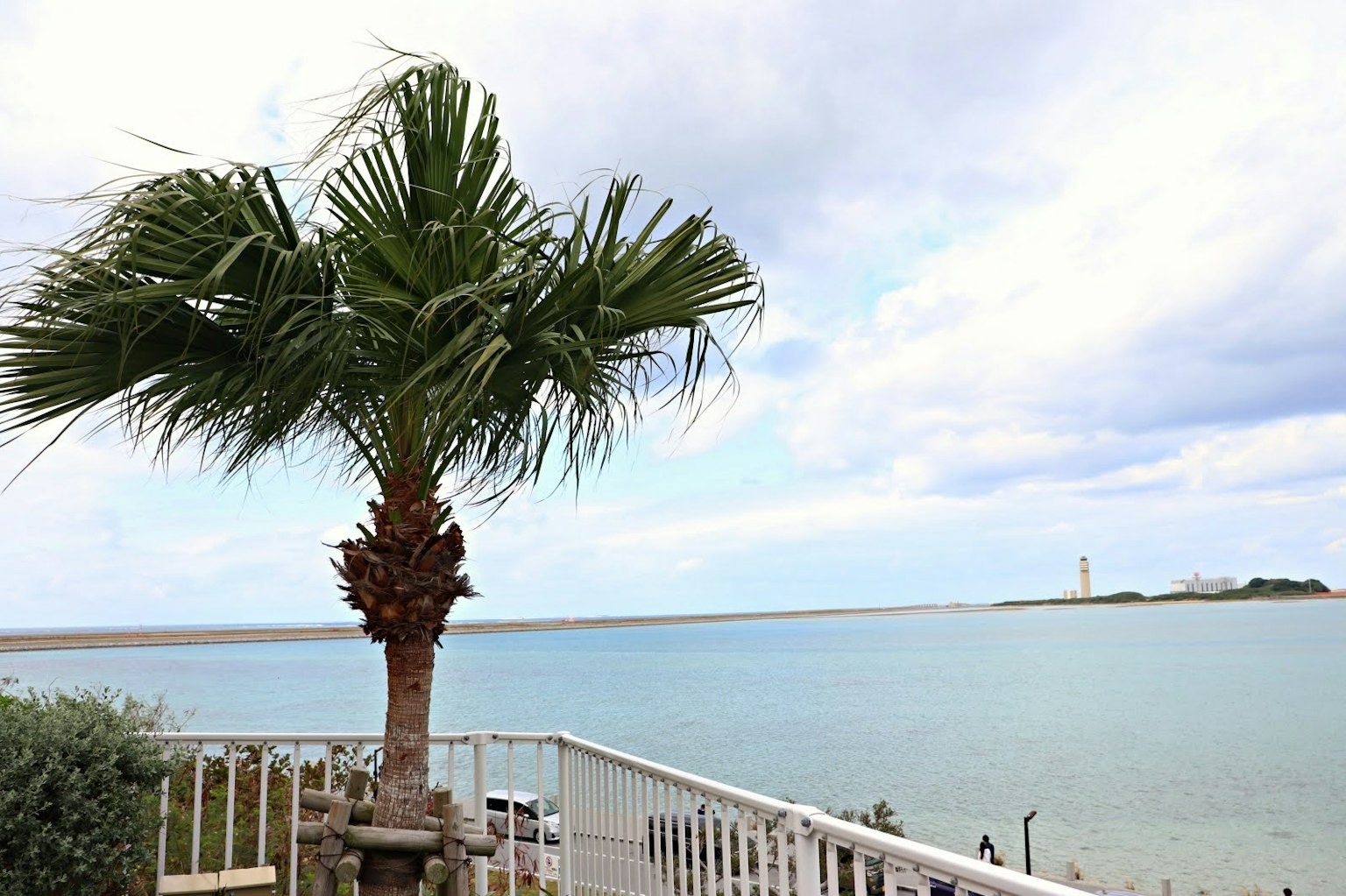 Paysage avec un palmier et vue sur la mer bleue et le ciel