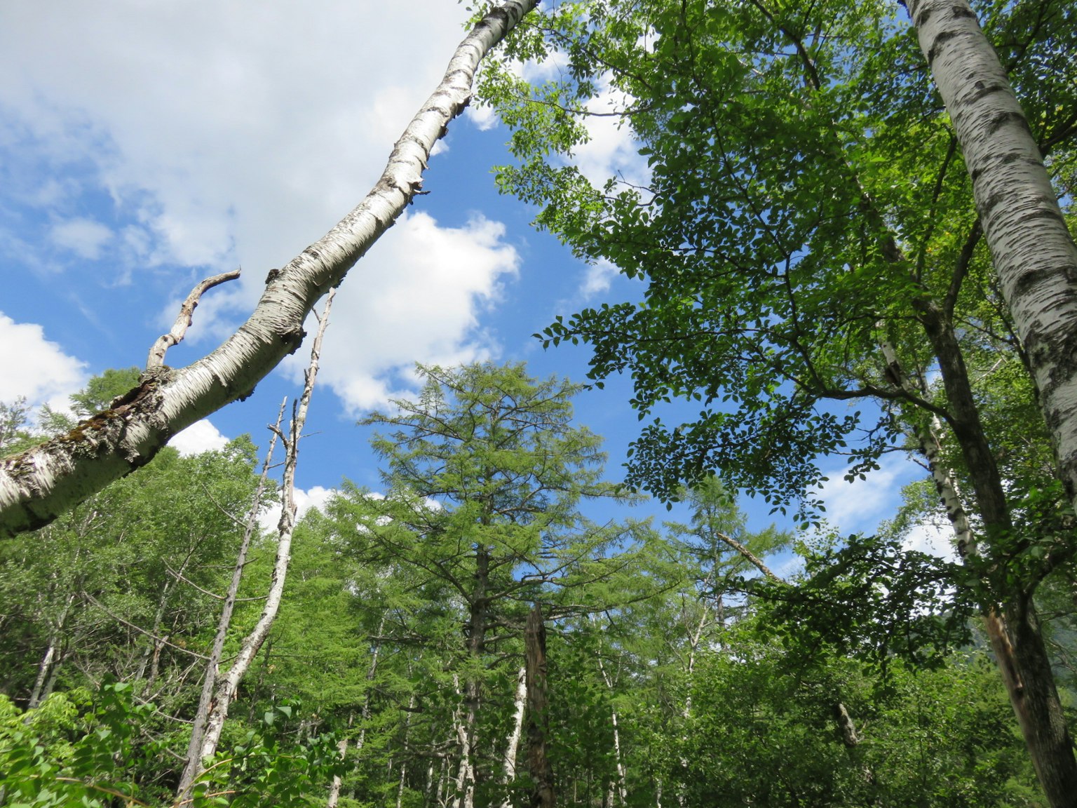 View of birch trunks against a bright blue sky and lush green foliage